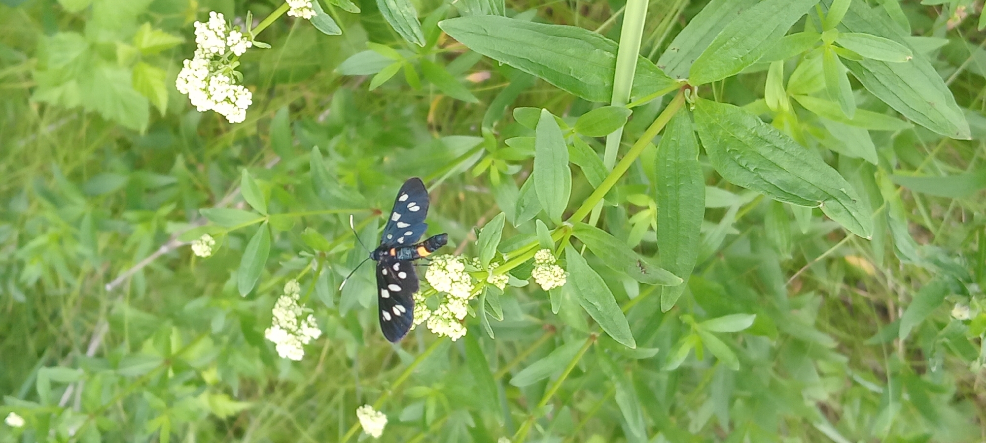 The image shows a close-up of a black butterfly with white spots on its wings, perched on a cluster of small white flowers. The butterfly's body is segmented and has an orange band. It has long, thin antennae. The background is filled with lush green foliage, including leaves and stems of various plants, with some grass visible. The scene appears to be outdoors in a natural setting, likely a meadow or garden. The location is specified as Koviahy, Ukraine. There are no people or any human-made objects visible in the image. An ant is also visible on a green leaf in the lower left portion of the image.