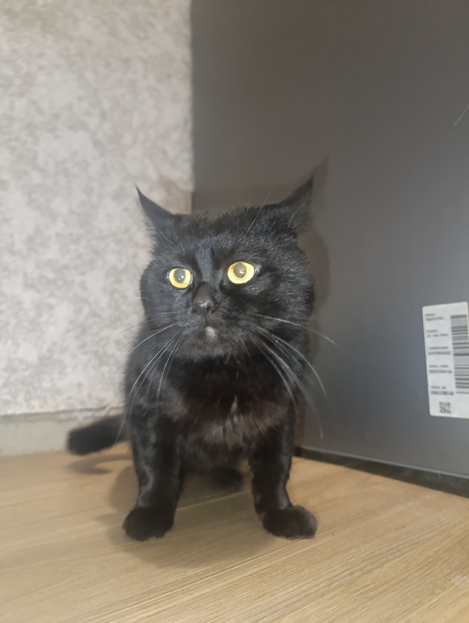A black cat with bright yellow eyes sits on a wooden floor in front of a wall with a textured pattern. The cat is looking slightly to its left, with its ears perked up and whiskers fanned out. To the right of the cat, a portion of a dark gray surface is visible, which appears to be an appliance or furniture, with a white label containing a barcode attached to it. The environment appears to be indoors, likely a domestic setting within the city of Zlatopil, Ukraine. The lighting is moderate, casting subtle shadows. There are no people present in the image.
