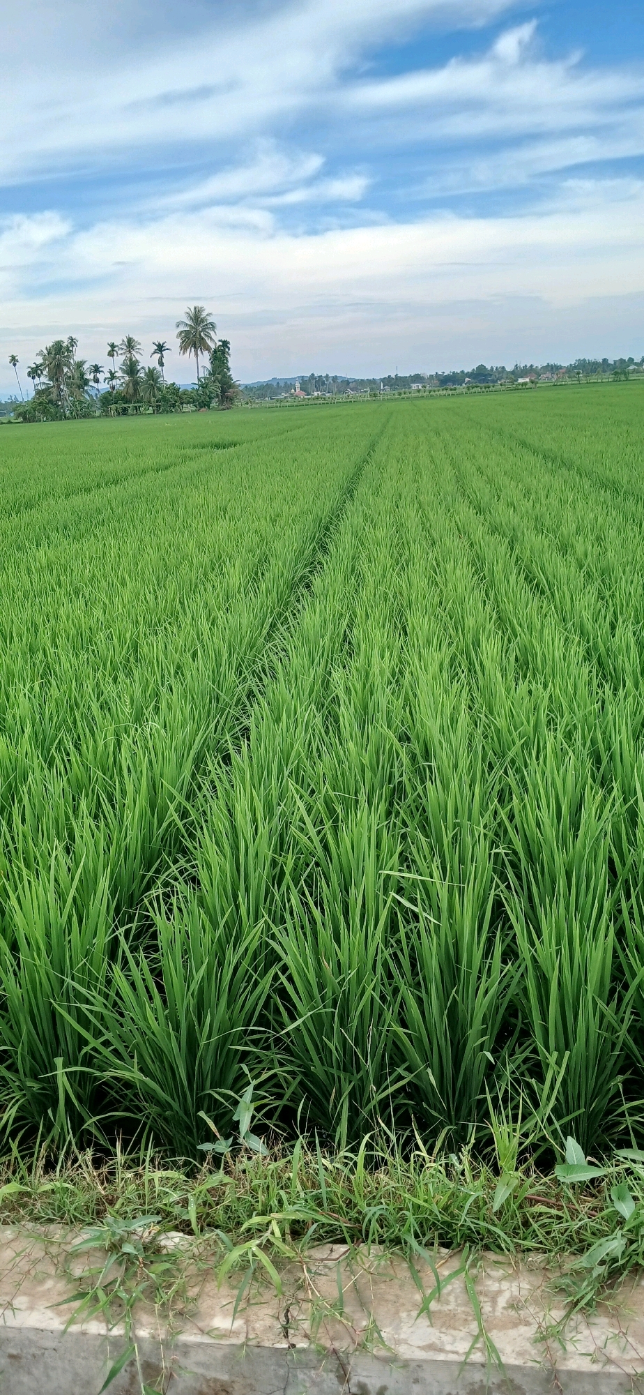 An expansive, lush green rice paddy stretches across the frame in Matangjareung, Indonesia. The field is meticulously cultivated, with distinct rows of rice plants creating a textured landscape. In the distance, a line of trees, including several palm trees, marks the edge of the field, with a few buildings and a steeple visible amongst them. The sky above is a vibrant blue, dotted with wispy white clouds. The foreground shows the edge of the paddy with some scattered grass and a concrete embankment.