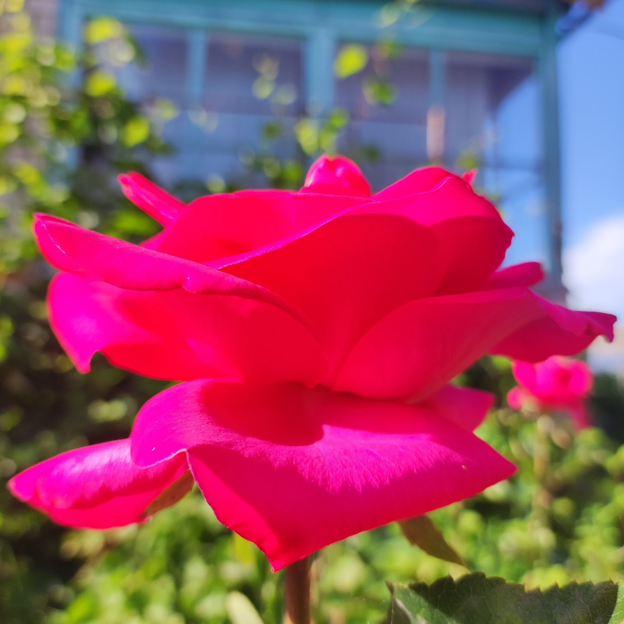 This media file is a close-up, eye-level photograph of a vibrant pink rose in bloom. The rose is the primary subject, filling most of the frame. Its petals are unfurling, revealing layers of rich color and delicate textures. The lighting suggests it is a bright, sunny day, casting soft shadows on the petals and highlighting their smooth surface.
The background is softly blurred, creating a bokeh effect that keeps the focus on the rose. Visible in the background are hints of green foliage, suggesting a garden setting. There's also a glimpse of a structure with blue-tinted windows, possibly a house or building, which, along with the foliage, hints at a location in Navoloki, Russia. The clear blue sky and the bright sunlight indicate fair weather.
No people are visible in the image. The overall mood is one of natural beauty and tranquility, with the rose serving as a symbol of summer and growth. There is no visible text in the media file.