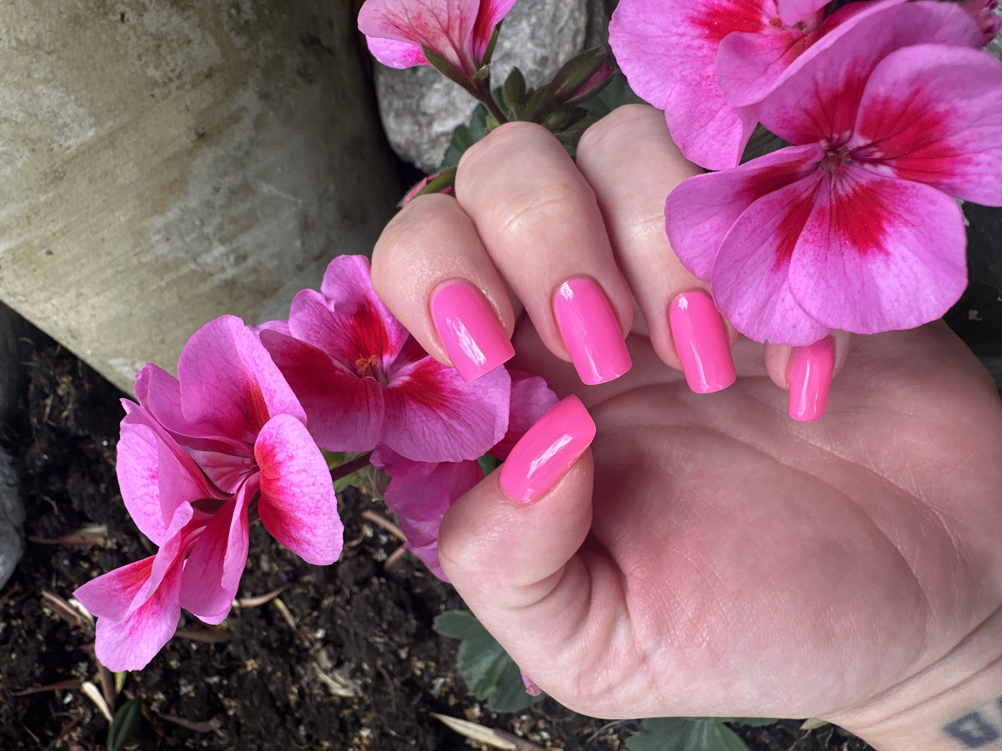 A person's hand, with pink painted fingernails, is intertwined with a blooming pink geranium flower. The setting appears to be outdoors, with a glimpse of soil and foliage surrounding the flower. A concrete structure with light grey streaking is visible to the left. The location of the image is not provided.