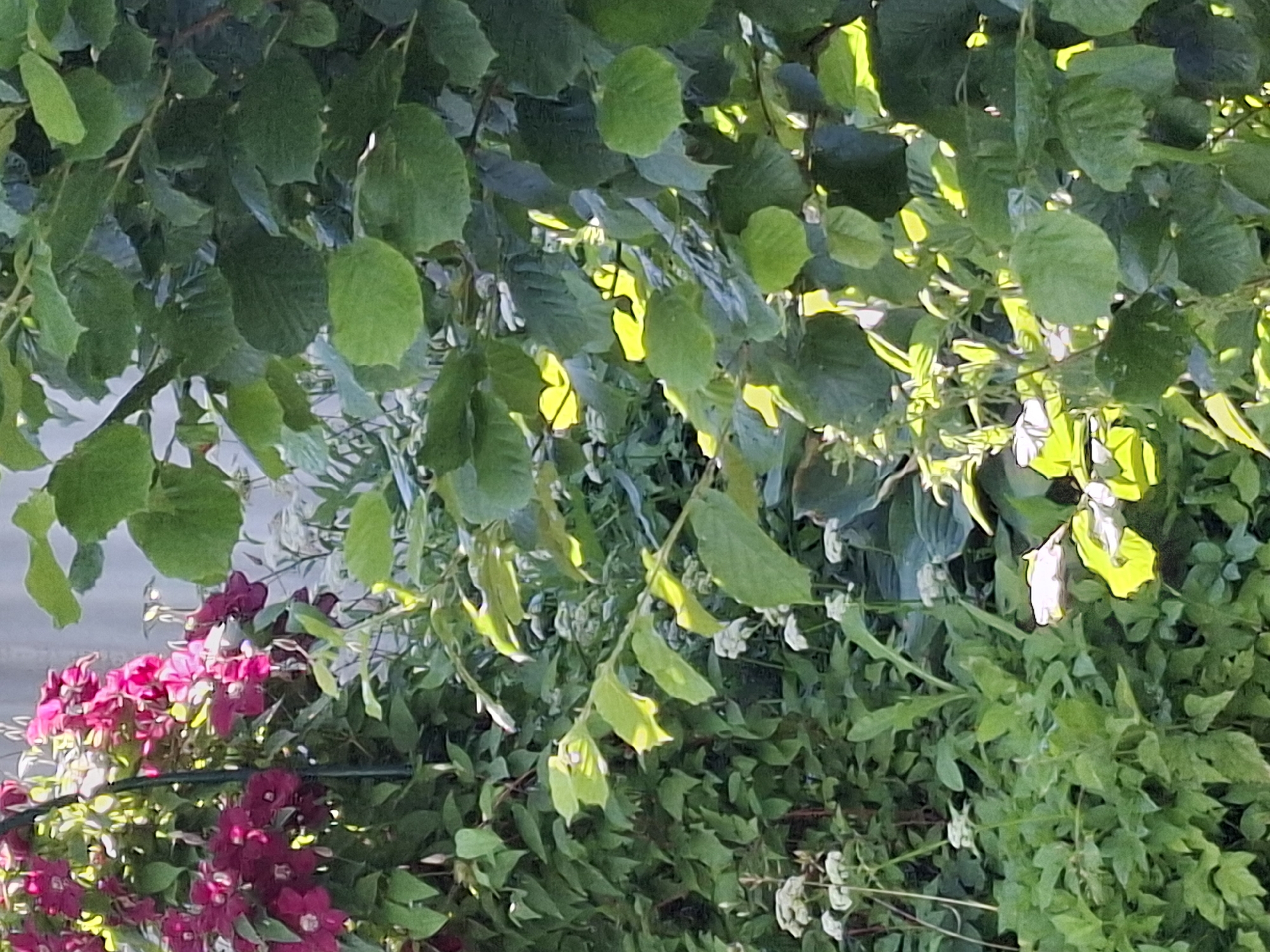 The image shows a close-up view of green foliage and some pink and dark red flowers. The leaves are various shades of green, with some appearing almost yellow where sunlight is hitting them. The flowers are clustered together, with multiple petals. The scene is outdoors, with sunlight filtering through the leaves, suggesting it's daytime. There's no visible text in the image. The overall impression is one of lush greenery and blooming flowers, evoking a sense of nature and possibly a garden setting. The composition is somewhat abstract due to the close-up nature and focus on foliage. The lighting creates highlights and shadows, adding depth and texture to the scene.