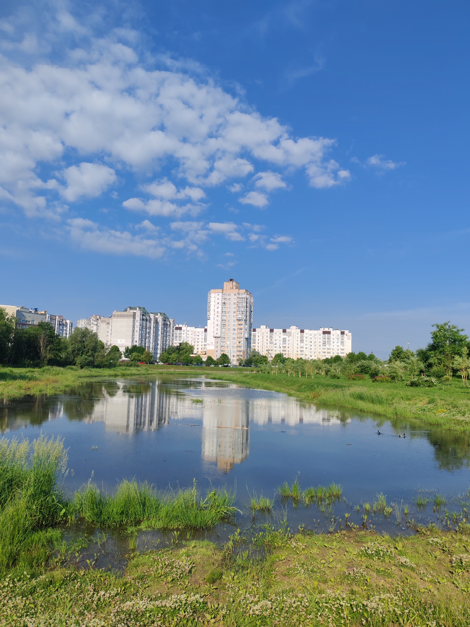 This is a landscape photograph taken in a city. The foreground features a body of water, possibly a pond or a flooded area, with dense green grass and some small white flowers growing along its edge. The water reflects the sky and the buildings in the background. In the mid-ground, there is a line of trees and park-like vegetation. The background is dominated by a row of tall, modern apartment buildings. The sky is bright blue with scattered white clouds. There are no people visible in the image. A few ducks can be seen swimming in the water. The overall impression is one of an urban setting with a preserved natural or semi-natural area.