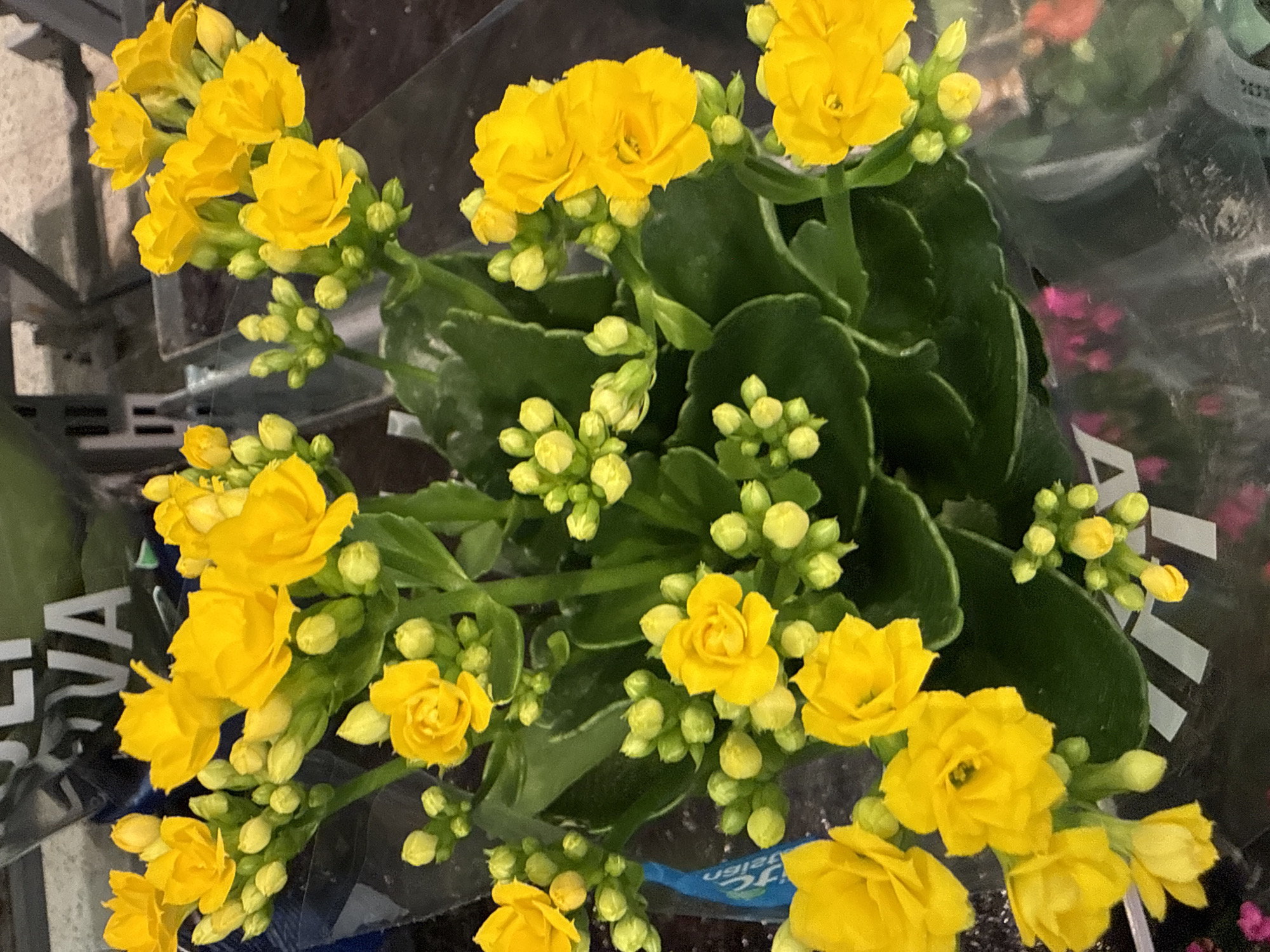 A close-up, high-angle shot showcases a vibrant cluster of yellow Kalanchoe flowers. The flowers, with their multi-petaled, rose-like blooms, are densely packed on green stems. Numerous small, tightly furled buds are interspersed among the open flowers, suggesting an abundance of future blooms. The background is dark and somewhat blurred, with hints of reflective surfaces and packaging materials, potentially indicating a retail or market setting. No people or specific city landmarks are visible, making it impossible to determine the location within Tallinn, Estonia, or any other city.