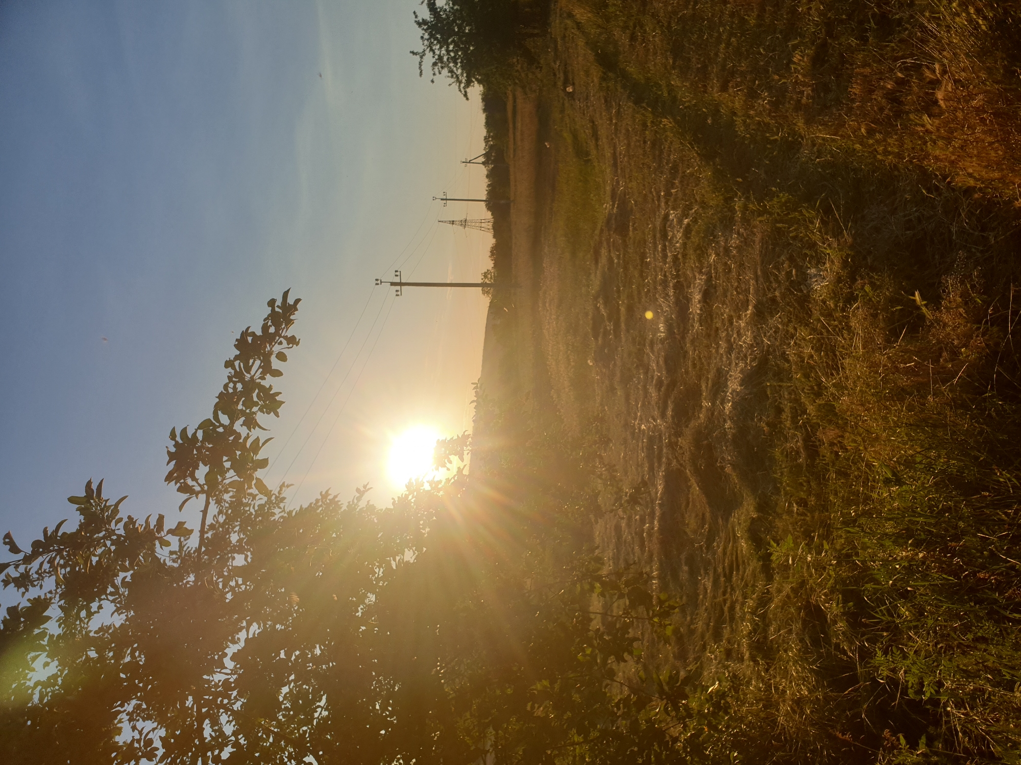 The image depicts a rural landscape bathed in the warm glow of a setting sun. In the foreground, a tree branch with green leaves is silhouetted against the bright light, casting a shadow onto the tall, dry grass. The field stretches towards the horizon, dotted with several power poles and a taller transmission tower. The sky is a clear, pale blue, with the sun emitting strong rays that create a lens flare effect. The ground appears uneven, with patches of mown grass and scattered vegetation. The overall impression is one of a tranquil, late afternoon or early evening scene in a country setting.