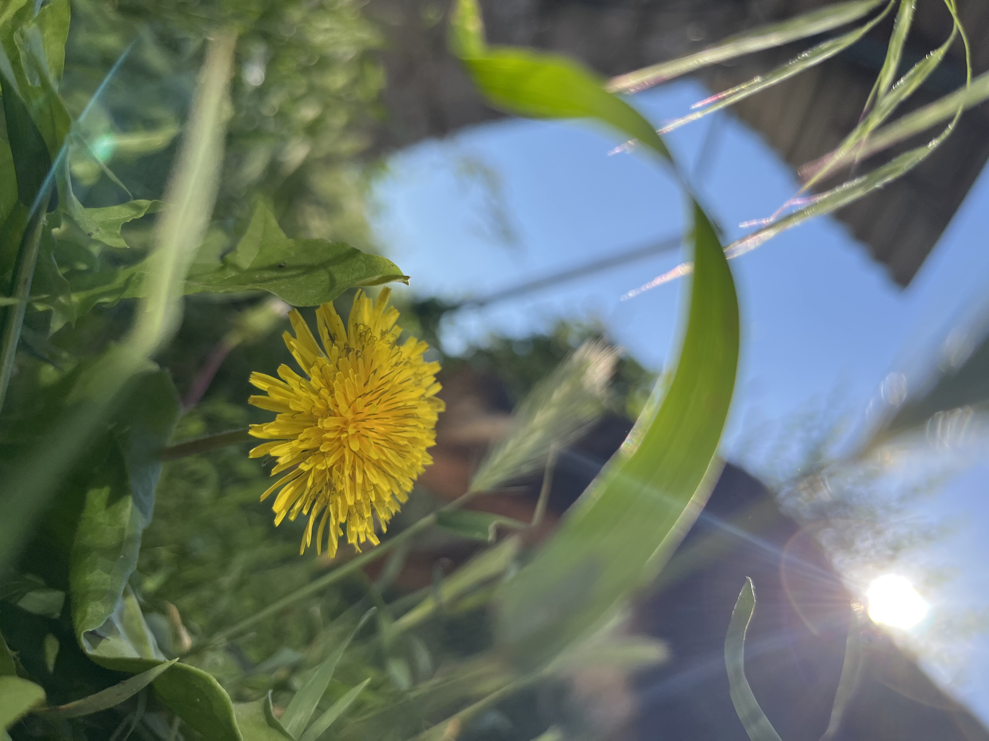 The image is a close-up shot of a dandelion flower in a grassy area, likely outdoors. The flower is bright yellow and in focus, surrounded by green leaves and blades of grass, some of which are blurred. The background shows a bright blue sky with the sun shining, creating lens flare effects and highlighting some of the leaves. There are also hints of a wooden structure in the upper left corner. The overall impression is of a sunny day in a natural setting. The photograph was taken in the city of Dnipro, Ukraine.