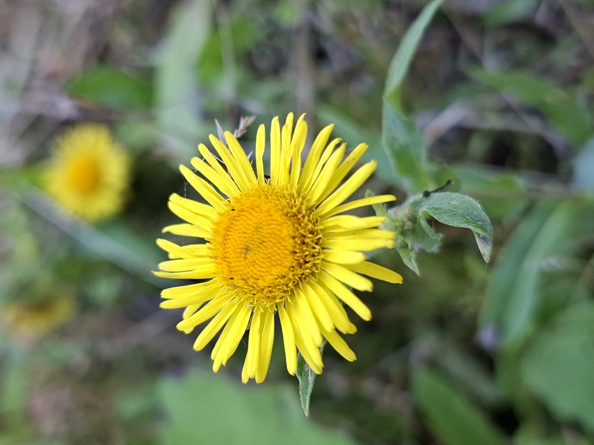 A close-up, eye-level shot captures a vibrant yellow flower with numerous narrow petals radiating from a central disk. The flower is in sharp focus, with its texture and details clearly visible. In the background, out of focus, are other blurred yellow flowers and green foliage, suggesting a natural outdoor setting. The lighting is soft, highlighting the bright color of the main subject.