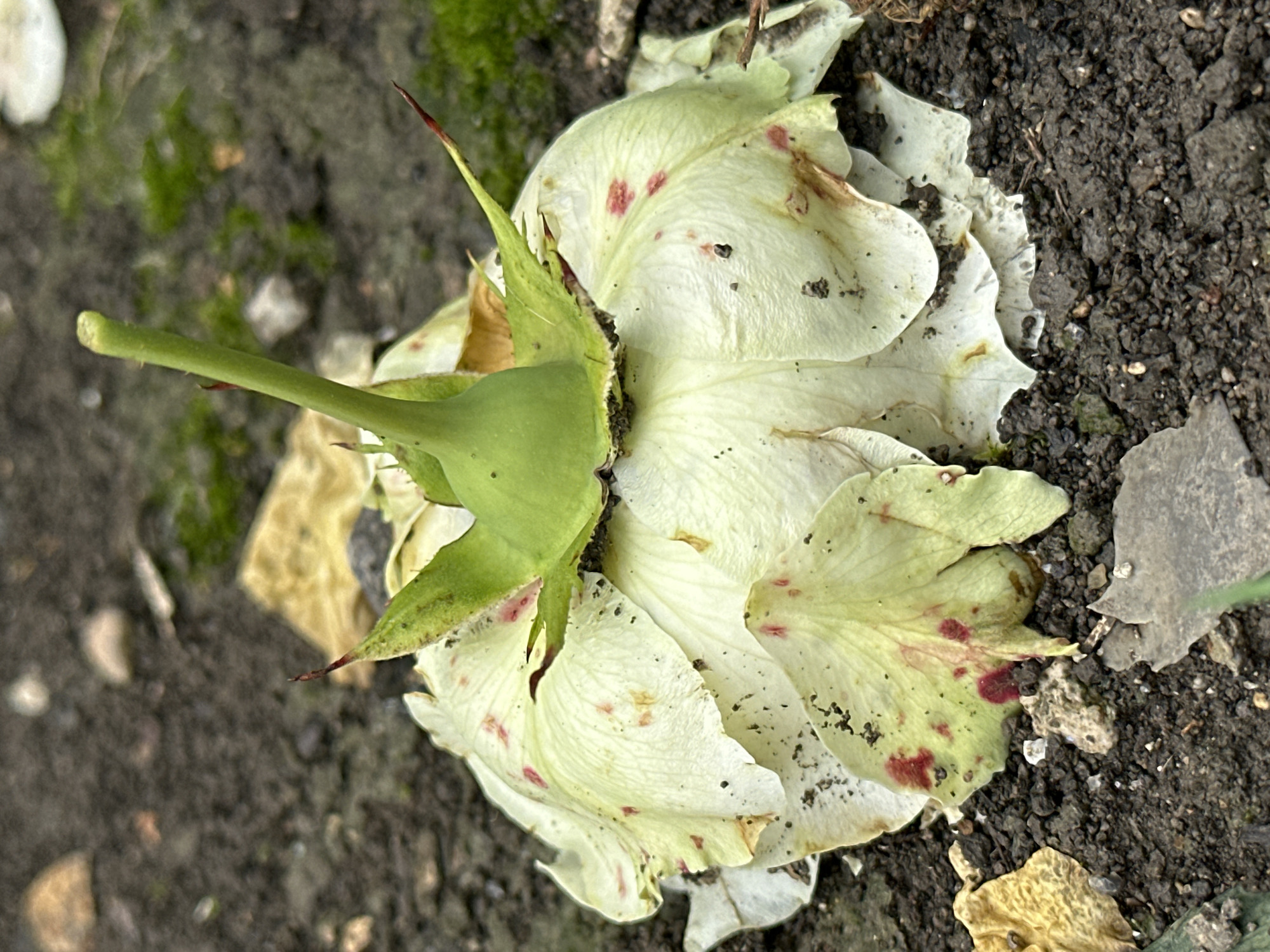 A spent white rose bloom lies on the dark, damp soil of a garden bed. The petals are wilted and slightly curled, with scattered red speckles and brown edges. A green stem emerges from the center of the bloom, pointing upwards. The background consists of more dark soil, with patches of green moss and a few scattered pebbles. The scene is likely located in Yessentuki, Russia, given the provided context.