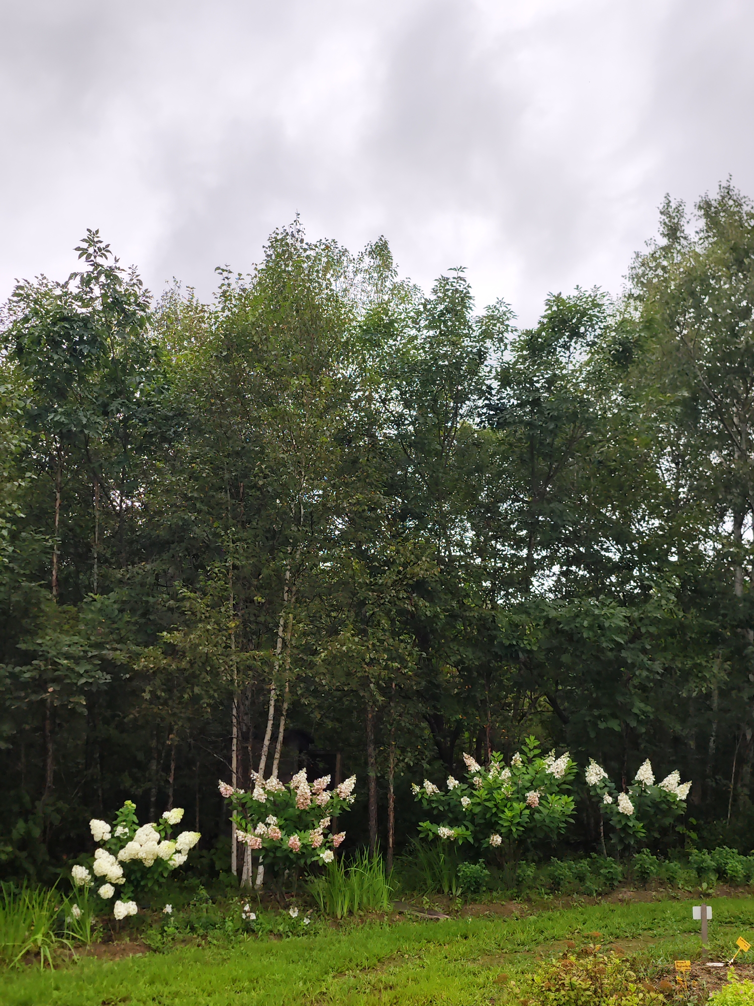 An outdoor scene in Solovei-Kliuch, Russia, depicts a garden with lush greenery and flowering bushes in front of a dense forest. The sky is overcast with gray clouds. In the foreground, a patch of green grass leads to a border of various plants. Two prominent bushes with white and pinkish-white flowers are situated in the middle ground. To the left, a bush with white blooms stands out, while to the right, a bush displays both white and pinkish-white flowers. Beyond the flowering bushes, a line of tall green trees forms a natural backdrop, with birch trees interspersed among them. The overall atmosphere is serene and natural, suggesting a tranquil garden setting.
