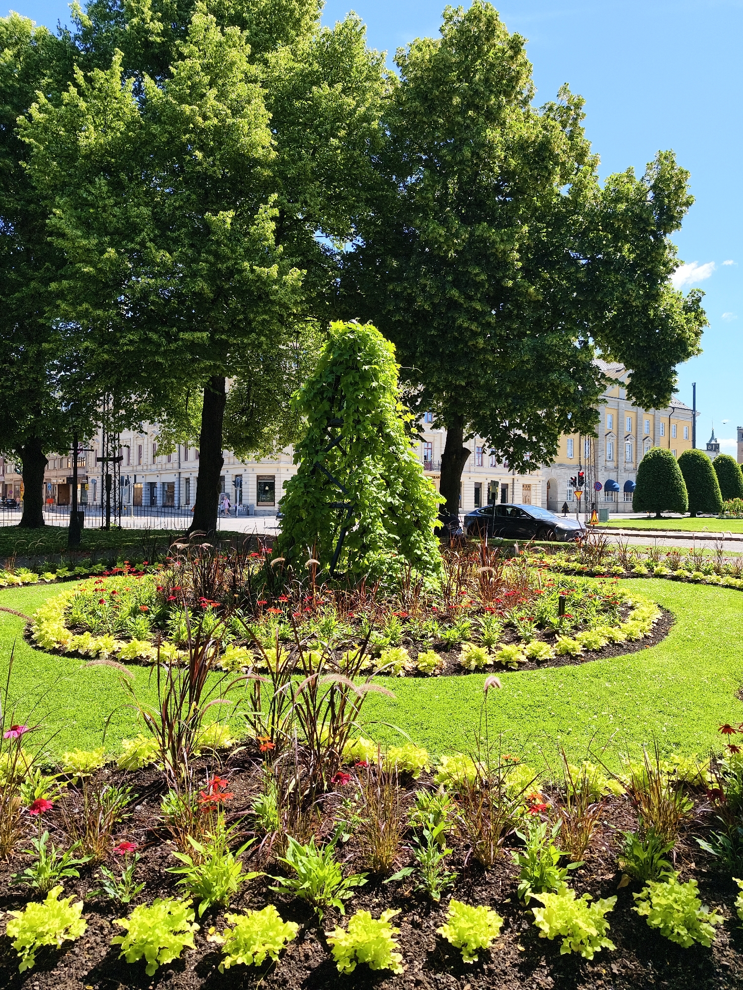 This image depicts a well-maintained public garden in Norrköping, Sweden, with a focus on vibrant floral displays and manicured greenery. In the foreground, a circular flower bed is densely planted with a variety of plants. These include ornamental grasses with dark red plumes, small red flowers that appear to be coneflowers or similar species, and bright yellow-green leafy plants forming a border. Behind this bed, a large, conical green structure, likely a trained plant or topiary, stands prominently.
The middle ground features a large, lush green lawn that curves around the floral display. Beyond the lawn, several mature trees with full, green canopies provide shade and a natural backdrop. The trees are positioned in front of a street scene.
The background reveals buildings characteristic of a European city, with light-colored facades and multiple windows, suggesting a commercial or residential area. A dark sedan is parked or moving on the street. Further back, several neatly trimmed, cone-shaped trees line the sidewalk, creating a formal garden element. The sky is a clear blue with a few wispy white clouds, indicating fair weather. A traffic light is visible, suggesting the presence of an intersection. No people are clearly identifiable in the image, though there might be indistinct figures in the distance near the buildings.