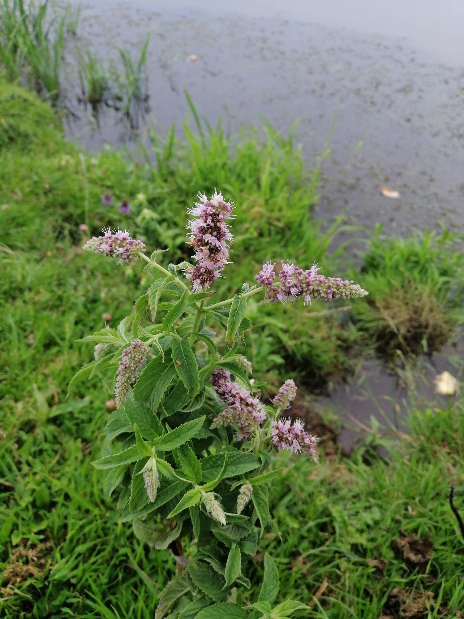 A flowering mint plant with pale pink blossoms stands prominently in the foreground, positioned near the edge of a body of water. The plant exhibits lush green leaves and multiple spires of delicate flowers. The water's surface is murky and reflects the overcast sky, with patches of submerged vegetation and a few floating leaves. Tall, reedy grasses flank the water's edge and extend into the background. The overall setting suggests a natural, somewhat wild environment. The location is noted as Krasnoluka, Ukraine. There are no people or animals visible in the image.