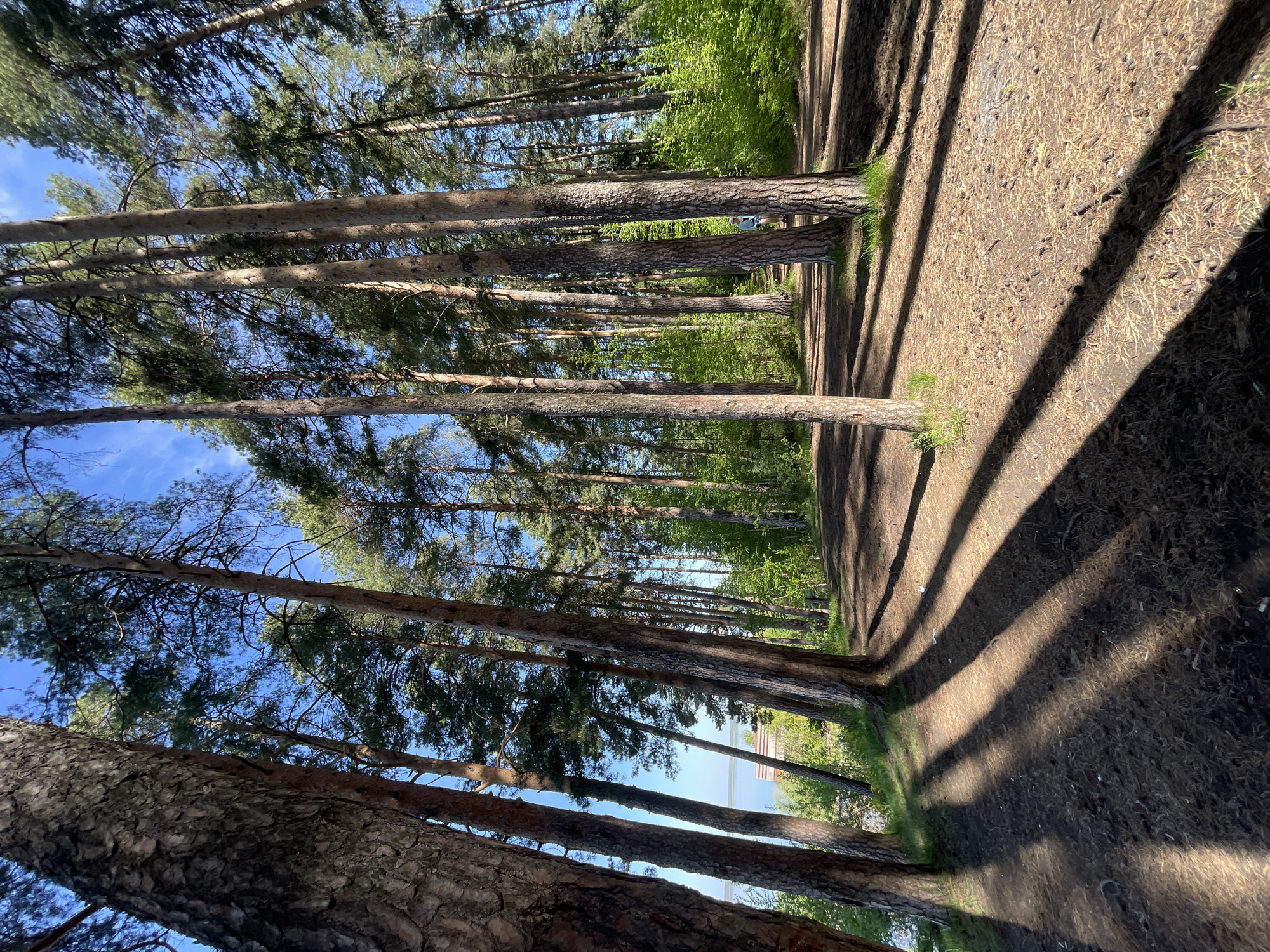 The image depicts a row of tall pine trees in a forest. Sunlight casts long shadows across the ground, which is covered in pine needles and dirt. The trees are viewed from a low angle, looking upward, revealing the blue sky and green canopy. In the distance, a hint of a building or structure can be seen through the trees, suggesting the edge of the forest. The location is Izhevsk, Russia.