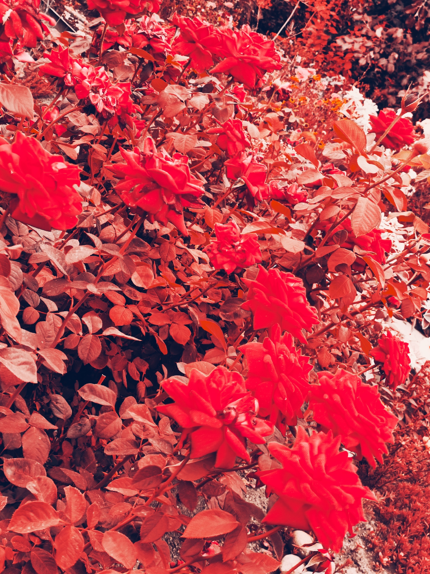 The image depicts a close-up view of a dense thicket of red roses. The roses are in various stages of bloom, with some fully open and others still in bud. The petals are a deep red, and the leaves are a darker shade of red, creating a monochromatic effect. The roses are intertwined with their thorny stems, forming a visually rich tapestry of texture and color. The background is a blur of more foliage, suggesting an outdoor garden setting. The lighting is somewhat subdued, casting soft shadows and highlighting the velvety texture of the petals. The overall impression is one of lush, abundant floral growth, with a slightly moody or dramatic atmosphere due to the intense red hue. There are no people or specific landmarks visible in the image, making it impossible to determine the exact location within a city or country.