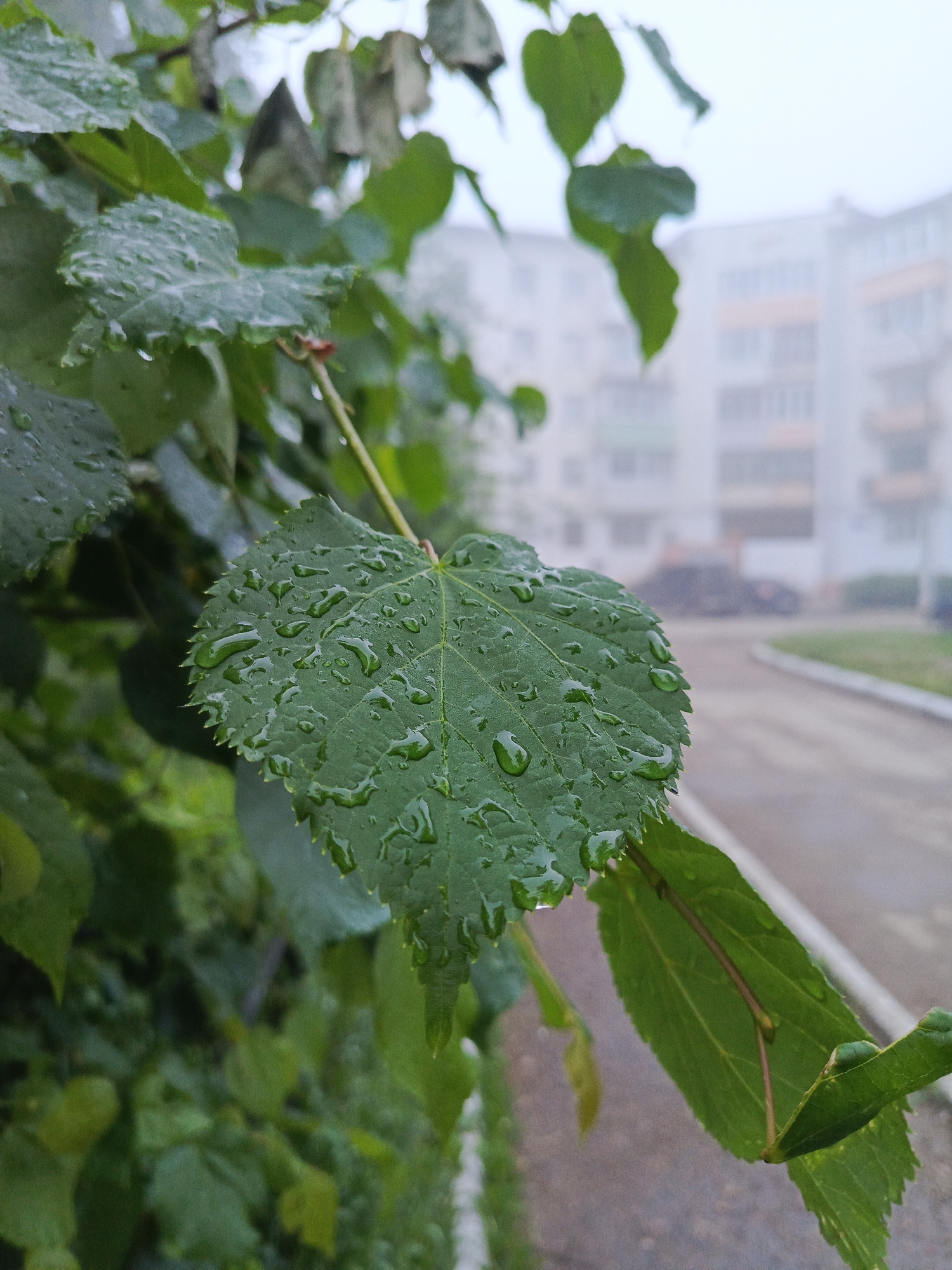 A close-up shot focuses on a vibrant green leaf covered in numerous glistening water droplets, positioned prominently in the foreground. The leaf, possibly from a linden tree given its heart-like shape and serrated edges, displays clear veins and appears freshly washed by rain. Other green leaves and branches, out of focus, create a soft natural backdrop in the midground. The background reveals a hazy urban environment, suggesting either fog, mist, or the lingering effects of recent rain. A large, multi-story residential building, likely an apartment block common in Russia, stands blurred but discernible. Below the building, a paved road or sidewalk curves into the distance, with a dark, indistinct pile of material visible further down. The overall lighting is soft and diffused, indicating an overcast day. The scene captures a tranquil moment of nature within an urban setting, likely in Chaikovsky, Russia, characterized by its fresh, post-rain atmosphere. No specific activity is occurring, and no text is visible.