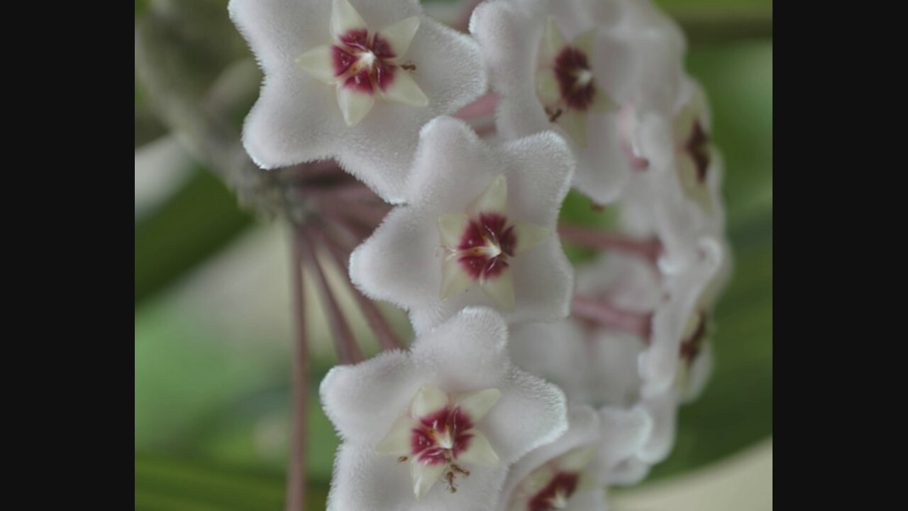 A close-up, shallow depth of field photograph captures a cluster of star-shaped, pale pink flowers with dark red centers. The flowers are fuzzy in texture, with five pointed petals each. The background is softly blurred, showing hints of green foliage and darker pink stems. The image is a still life of a botanical subject.
