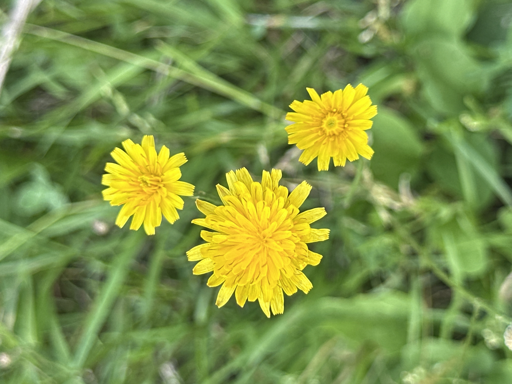 Three yellow dandelion flowers are in bloom against a background of green grass. The flowers are different sizes, with one large dandelion in the center and two smaller ones above and to the right. The grass is blurred, suggesting the photo was taken with a shallow depth of field. The scene appears to be in a park or a natural setting, as dandelions are common wildflowers. There is no indication of the location being specifically in Minsk, Belarus.