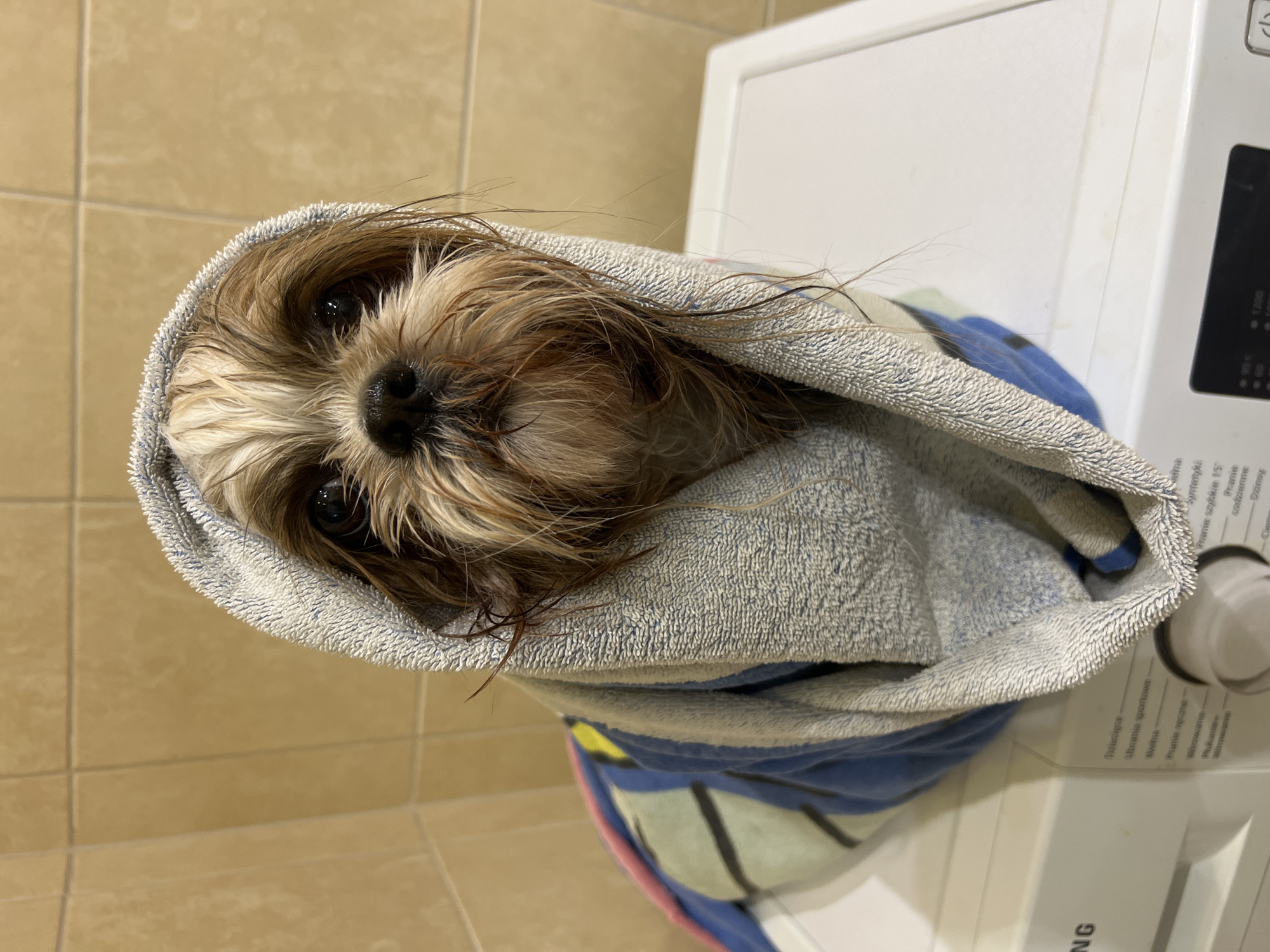 A Shih Tzu dog, wrapped in a grey towel with blue and multi-colored stripes, sits on top of a white washing machine. The dog's fur is wet, with strands of brown and white hair visible. Its eyes are dark and round, and its nose is black. The background consists of light brown square tiles, typical of a bathroom or laundry room. The washing machine has visible control buttons and a digital display. The overall scene suggests the dog has recently been bathed. The location is identified as Kleosin, Poland.