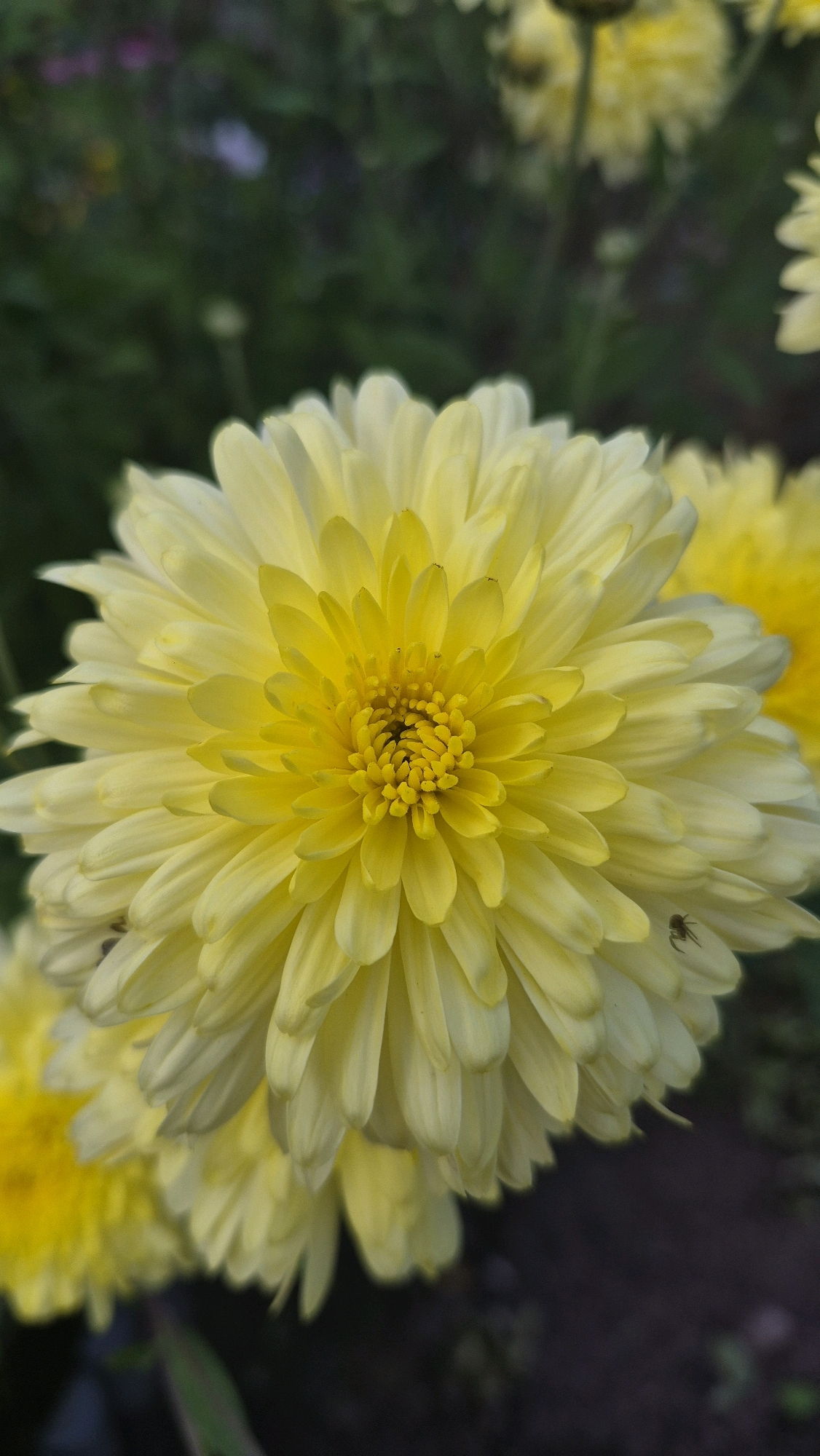 A close-up, vertical shot showcases a vibrant yellow chrysanthemum flower in bloom, its petals unfurling in intricate layers towards the center. The flower is the primary subject, dominating the frame with its delicate textures and bright coloration. A tiny spider is visible on one of the outer petals, its dark silhouette a stark contrast to the soft yellow. In the background, other blurred yellow chrysanthemums and dark green foliage create a soft bokeh effect, suggesting a garden or natural setting. The overall lighting appears to be natural, with a soft focus that emphasizes the intricate details of the flower. The scene is outdoors, and the presence of flowers and foliage indicates a natural environment. The image does not contain any people or identifiable landmarks.