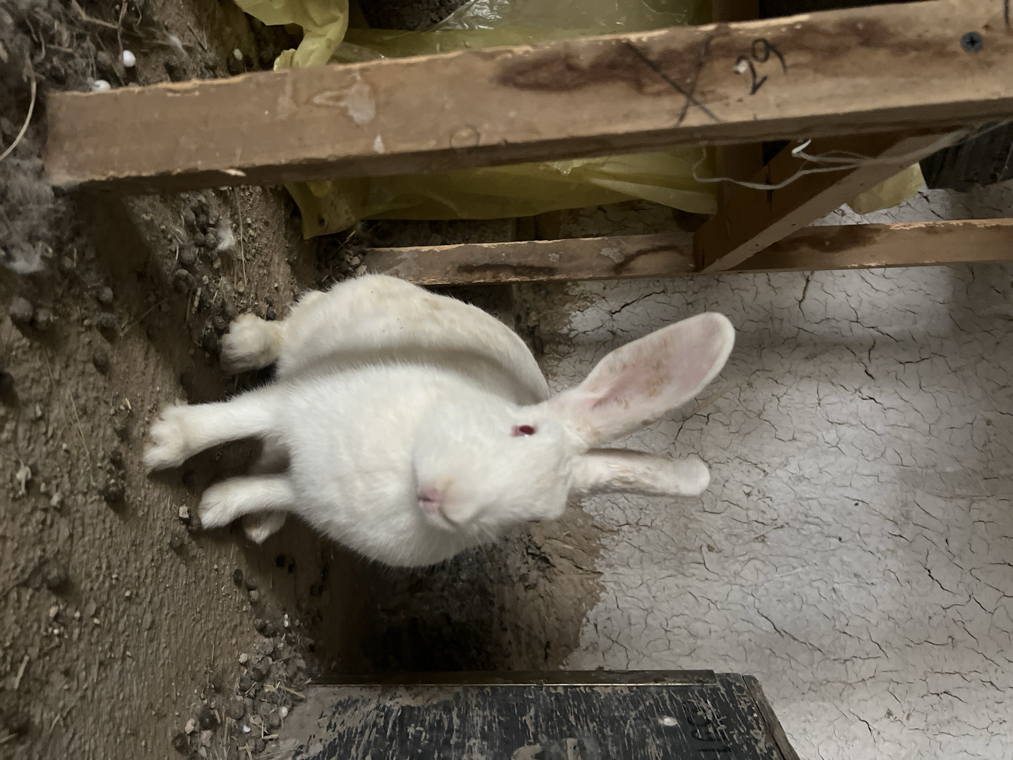 A white rabbit with red eyes sits on the dirt floor of an enclosure. The enclosure appears to be made of rough, cracked, light-colored walls, and wooden support beams. A yellow tarp is visible behind the left side of the rabbit. To the right of the rabbit, a dark, weathered wooden box is partially visible. The ground is covered in dirt, small pebbles, and some white fluff. The scene is dimly lit, suggesting an indoor setting or an area with limited light exposure. There is no indication of the city of Karamanas, Uzbekistan.