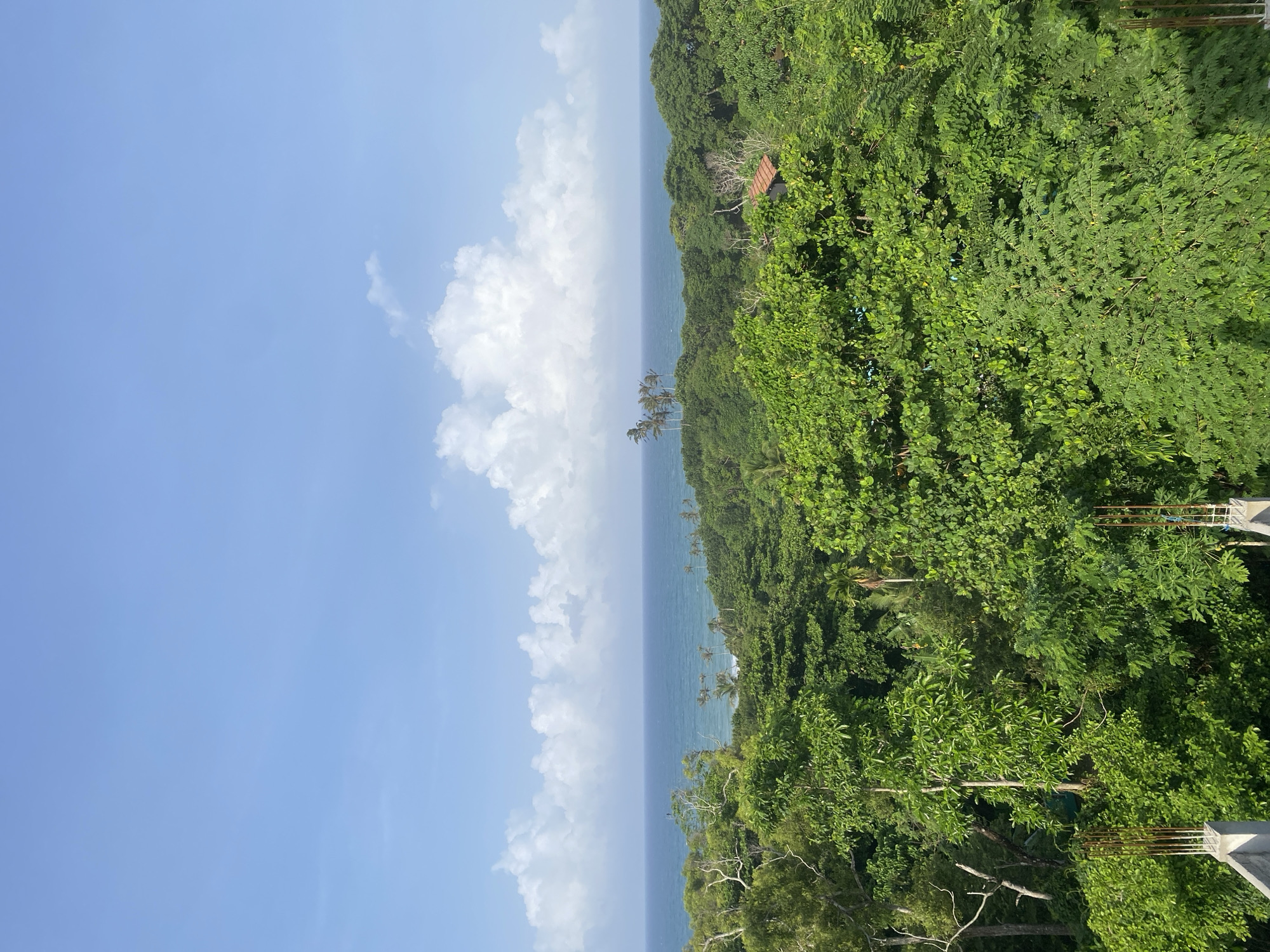 An aerial view captures a vibrant, tropical landscape. The foreground is dominated by lush green foliage, dense with various trees and plants, hinting at a dense jungle or rainforest. In the mid-ground, the greenery continues, sloping towards the coast. A small, red-roofed structure is partially visible nestled within the trees, suggesting human habitation in this natural setting. Beyond the trees, a tranquil blue ocean stretches to the horizon, its surface calm with gentle waves. The sky above is a clear blue, punctuated by scattered white cumulus clouds, creating a bright and sunny atmosphere. The image appears to be taken from a high vantage point, possibly a building or a hill, overlooking this picturesque coastal scene.