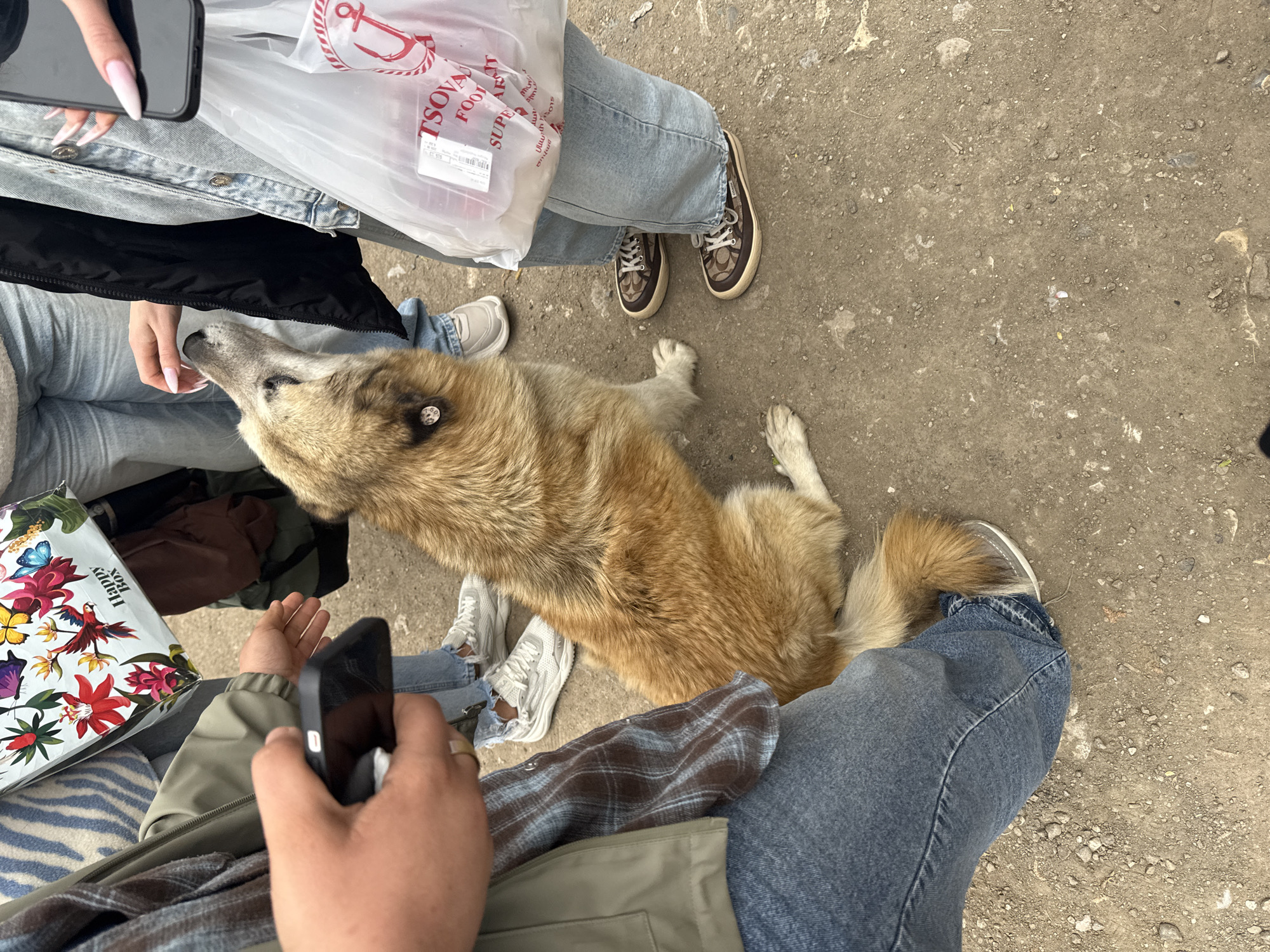 The image, taken from an elevated perspective, appears to be of a dog laying on a paved surface surrounded by at least three people. The dog is medium-sized, with a mix of light brown and white fur. It has an identifying tag on its fur. The pavement is a mixture of dirt and concrete with some cracks and irregularities. The people are wearing casual clothing (jeans, jackets, sneakers). One person is holding a phone, another has a shopping bag. A "Happy box" is visible in the lower left corner. Based on the bag, the location is Haghartsin, Armenia.