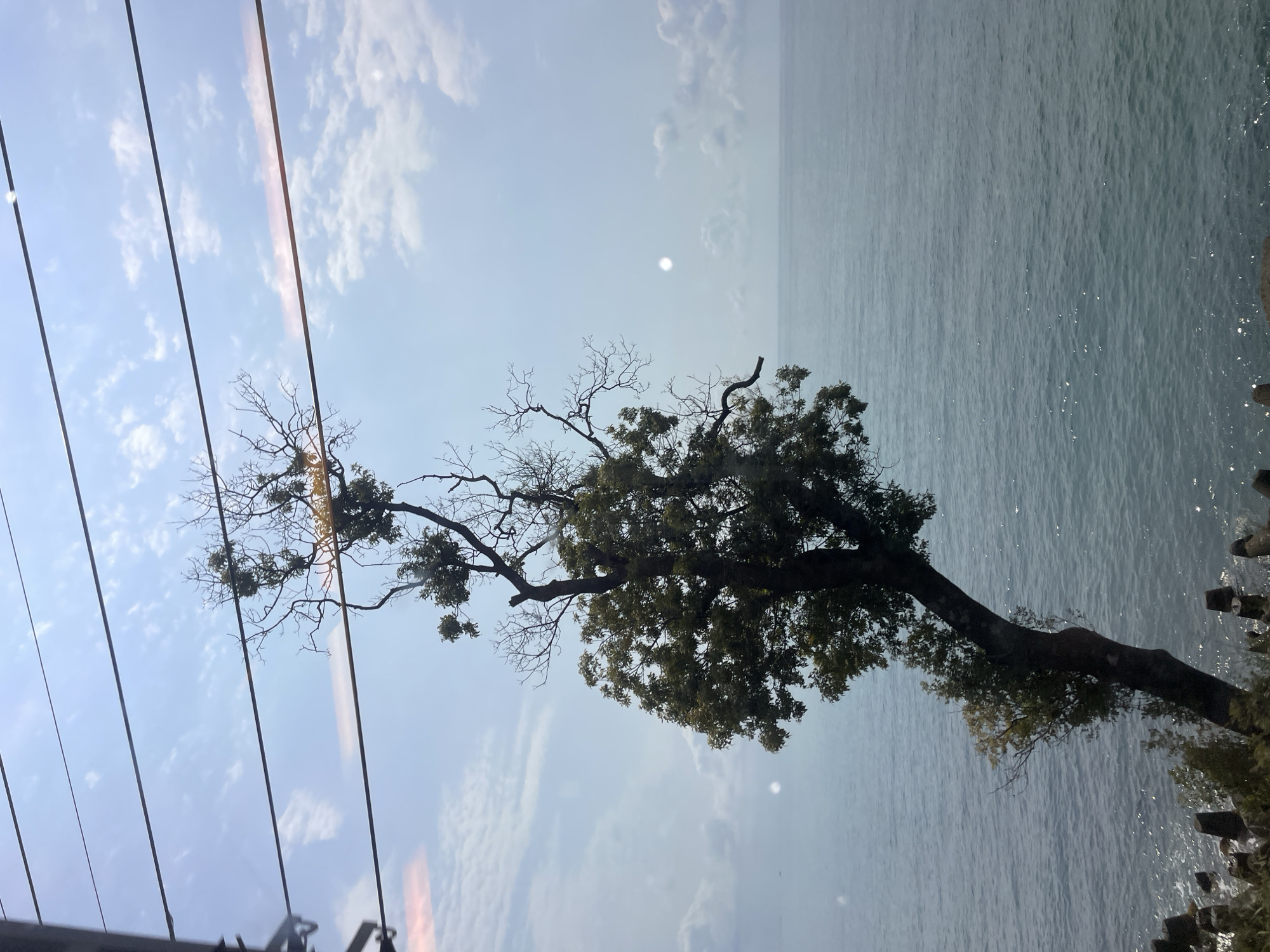 The image captures a solitary tree, leaning dramatically over the calm, blue sea. The tree's trunk is dark and weathered, with sparse green foliage concentrated towards its base and a few clusters of leaves higher up. Its upper branches are bare and skeletal, reaching towards a hazy, pale blue sky dotted with wispy white clouds. Three horizontal lines, possibly wires or cables, cut across the upper portion of the frame, suggesting the perspective is from a moving vehicle like a cable car or train.
The sea stretches out to the horizon, its surface rippled by a gentle breeze, with glints of sunlight reflecting off the water. Along the shoreline in the foreground, a dark, irregular border of what appears to be man-made structures, possibly breakwaters or pilings, is visible. These structures are interspersed with some low-lying greenery. The overall atmosphere is serene and slightly melancholic, evoking a sense of isolation and resilience.
The location is identified as the city of Sochi, Russia, a Black Sea resort known for its coastal scenery and mountainous backdrop. The image likely depicts a view from a cable car or a similar vantage point along the coast, offering a unique perspective on the natural landscape.
