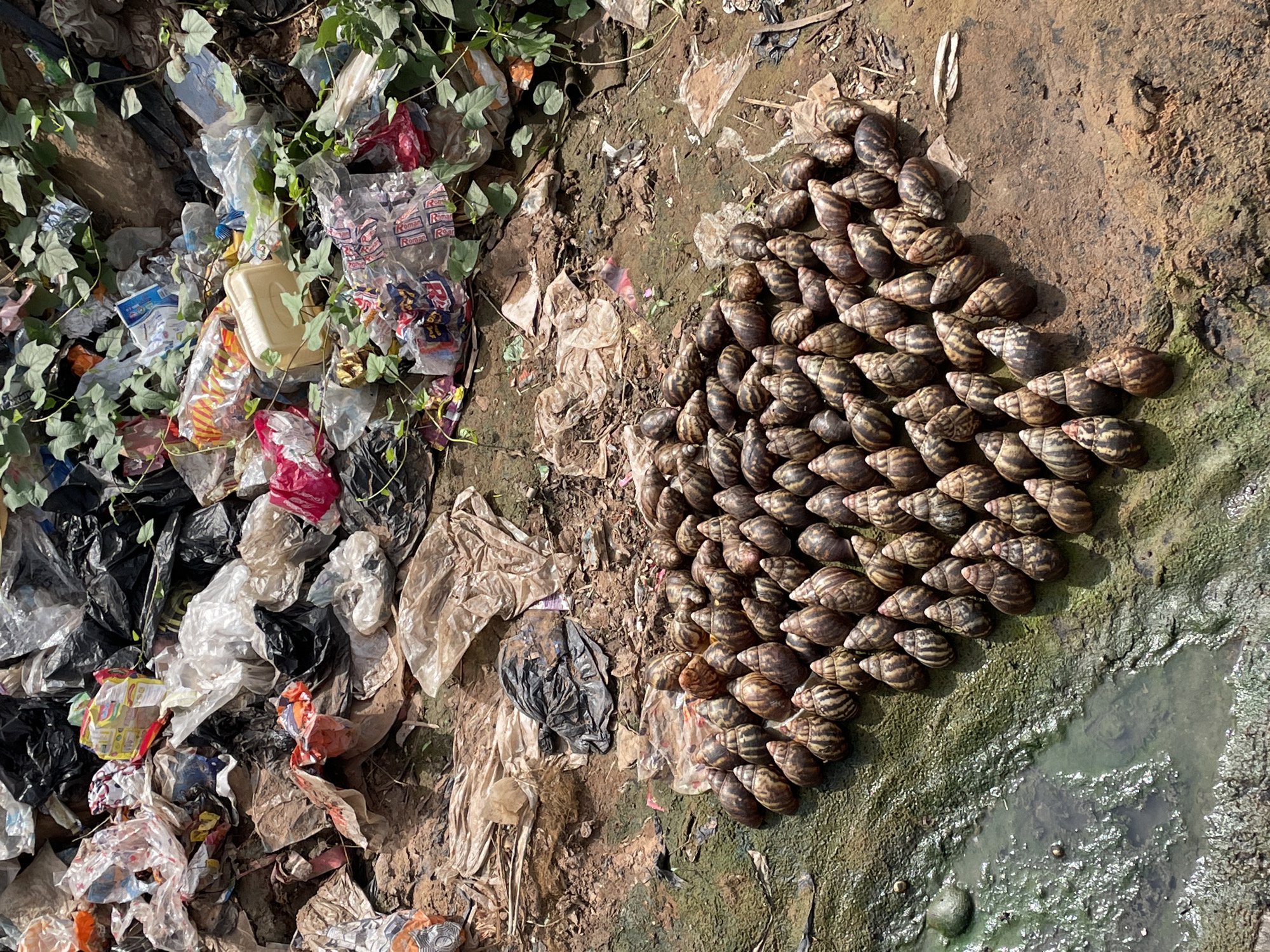 The image depicts a scene in Nkpor, Nigeria, characterized by environmental pollution. On the left, a large pile of mixed waste including plastic bags, food wrappers, and some vegetation. To the right of the garbage heap, a concentrated cluster of approximately one hundred Giant African Land Snails (Lissachatina fulica) are arranged tightly together on the ground near a puddle of stagnant, green water. The ground is bare earth and mud.