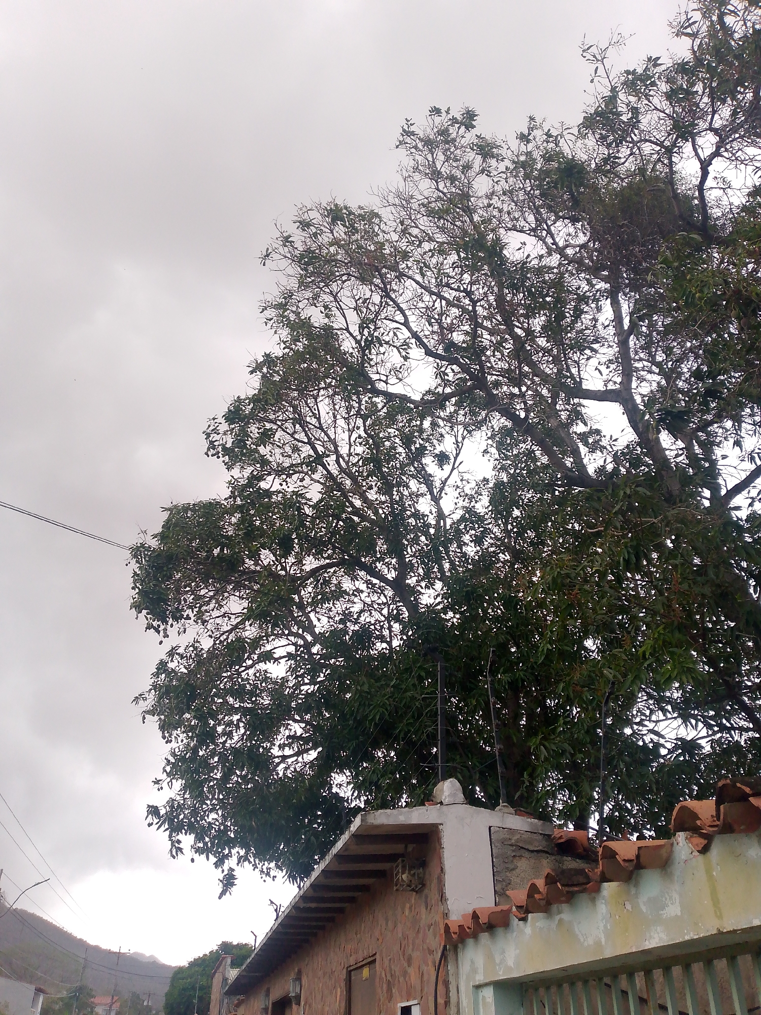 The image shows a large tree with green leaves in Santa Ana, Venezuela. The sky is overcast. The tree appears to be growing behind and over a building with a stone exterior and a red tile roof. A light-colored wall with a green gate is partially visible in the foreground. Mountains are visible in the distance, along with power lines.