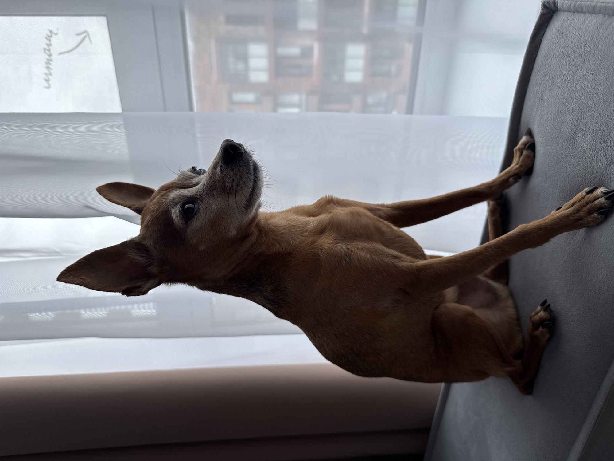 A small, tan dog is posed on a grey upholstered surface, possibly a chair or sofa. The dog is lying on its back with its paws extended upwards and outwards, gripping the surface for support. Its head is tilted back, and it gazes upwards with its eyes open. The dog's fur appears to be short and smooth, and its ears are pointed and alert.
Behind the dog, sheer white curtains are drawn, obscuring a window. Through the translucent fabric, the faint outline of a brick building with multiple windows is visible, suggesting an urban or suburban setting. To the left of the image, on the curtain, a handwritten note with a curved arrow pointing upwards is faintly visible. The note appears to be in a Cyrillic script, and the word "мама" (mama) can be discerned.
The lighting is soft and diffused, indicating it might be daytime, possibly overcast or late afternoon, given the indirect light. The overall mood of the image is playful and perhaps a little humorous, due to the dog's unusual and precarious pose. The specific location in Vlasikha, Russia, provides a geographic context for the scene.