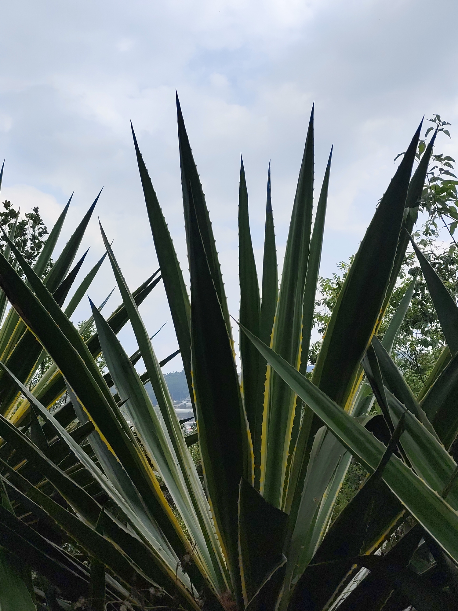 The image depicts a cluster of tall, spiky agave plants in Cam Ly, Đà Lạt, Vietnam. The agave leaves are primarily green with a yellow stripe along the edges, and sharp, dark tips pointing upwards against a cloudy sky. Other vegetation is visible in the background, along with distant hills.