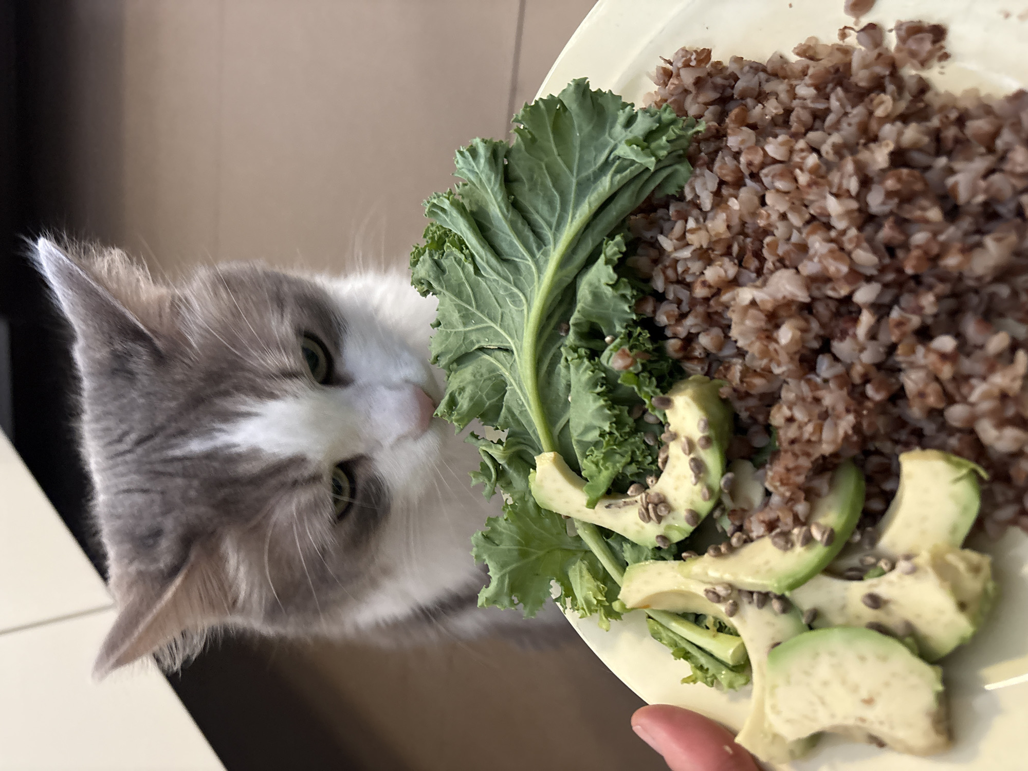 A close-up, eye-level shot features a fluffy domestic cat, with white and grey fur and striking green eyes, intently observing a plate of food. The cat's head and upper body are visible on the left side of the frame, tilted slightly upwards as it gazes at the meal. A human hand, with a thumb visible in the lower right, holds a light-colored plate, presenting a meal composed of wholesome ingredients.
The plate contains a substantial portion of cooked buckwheat or a similar grain, which forms the main base of the dish. Alongside the grain, a vibrant green leaf, resembling kale, adds a fresh element. Several slices of ripe avocado, sprinkled with small seeds (likely flax or sesame seeds), complete the meal. The cat's nose is positioned very close to the edge of the plate, indicating strong curiosity or a desire to inspect the food more closely.
The background is softly blurred, revealing a warm, neutral-toned indoor environment, possibly a kitchen or dining area. The lighting suggests daytime. The overall scene captures a common interaction between pets and their owners' food, with the cat's focused expression conveying interest in the human meal. No text is visible in the image.