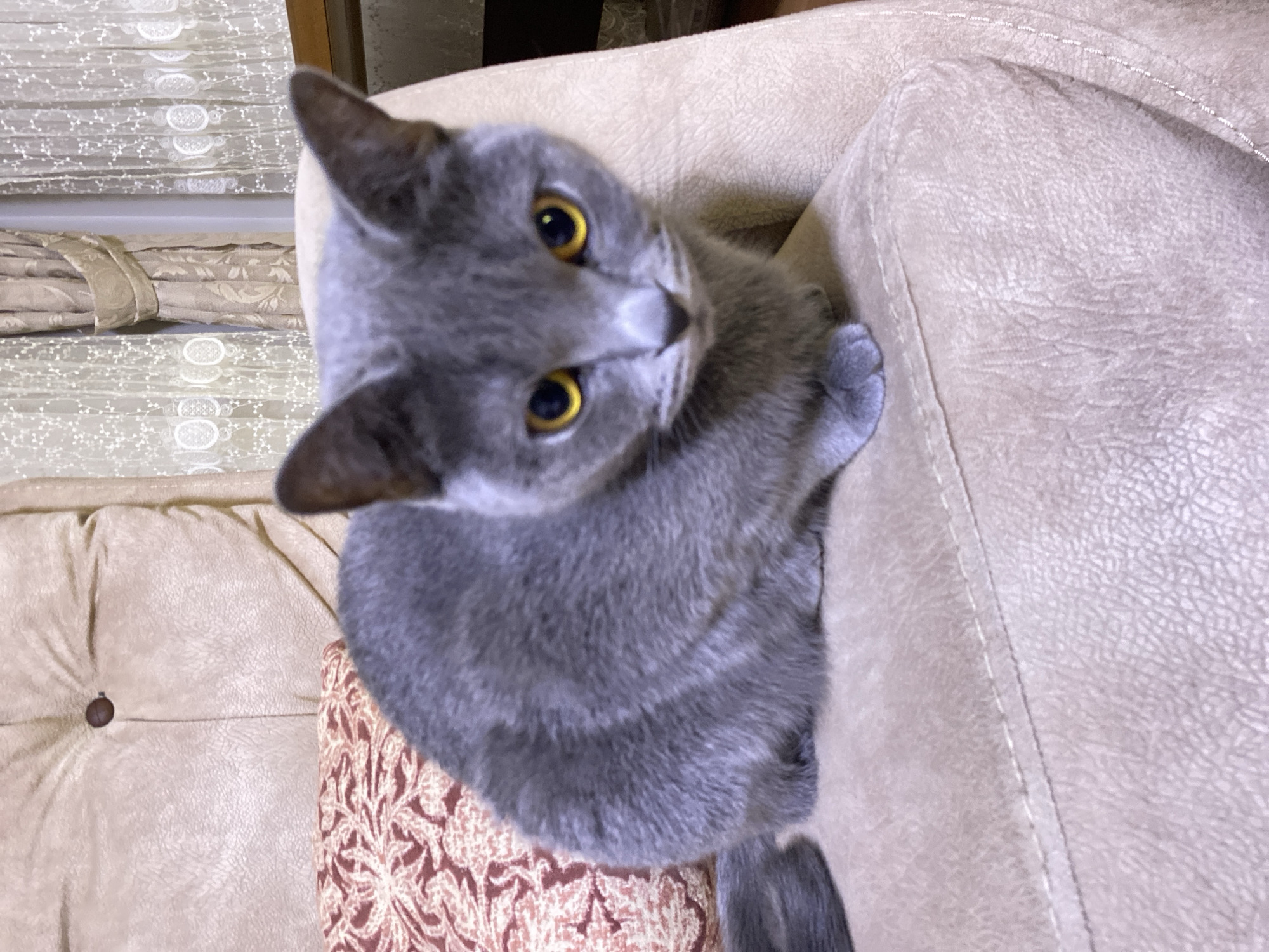 A grey cat with bright yellow eyes sits on a beige upholstered chair. The cat is facing the camera, with its body partially curled. The chair has decorative stitching and a single brown button at the top. To the left of the cat, a pillow with a reddish-brown patterned fabric is visible. In the background, sheer curtains with a white floral pattern hang across a window. The scene appears to be indoors, likely in a home setting. The location is not specified within the image itself, so its presence in Kocasinan, Turkey, cannot be confirmed from the visual information alone.