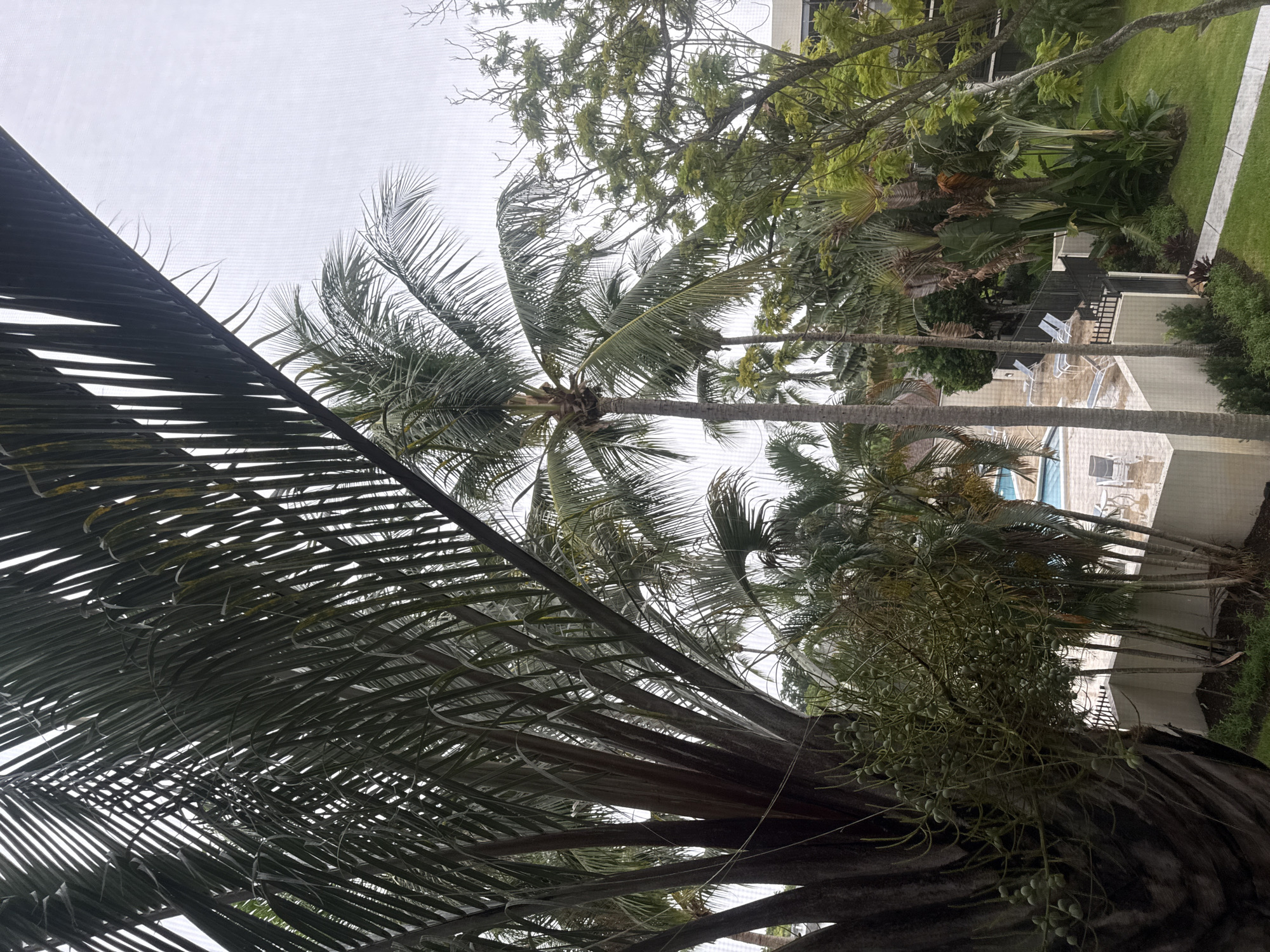 The image depicts an outdoor scene with lush vegetation and a swimming pool area. In the foreground, a large palm tree with dark, textured bark dominates the left side of the frame, its fronds extending upwards and across the top portion of the image. To the right of this palm, other palm trees and various tropical plants are visible, including some with large, fan-shaped leaves. In the mid-ground, a swimming pool with blue water and lounge chairs arranged around it can be seen. A low, cream-colored wall separates the pool area from a grassy lawn. The background features more trees and what appears to be a building with dark windows. The sky is overcast, suggesting a cloudy or rainy day. The overall impression is that of a resort or residential complex with a tropical theme. Based on the vegetation and architectural style, this scene is likely located in Boca Raton, Florida, United States. There are no people visible in the image.