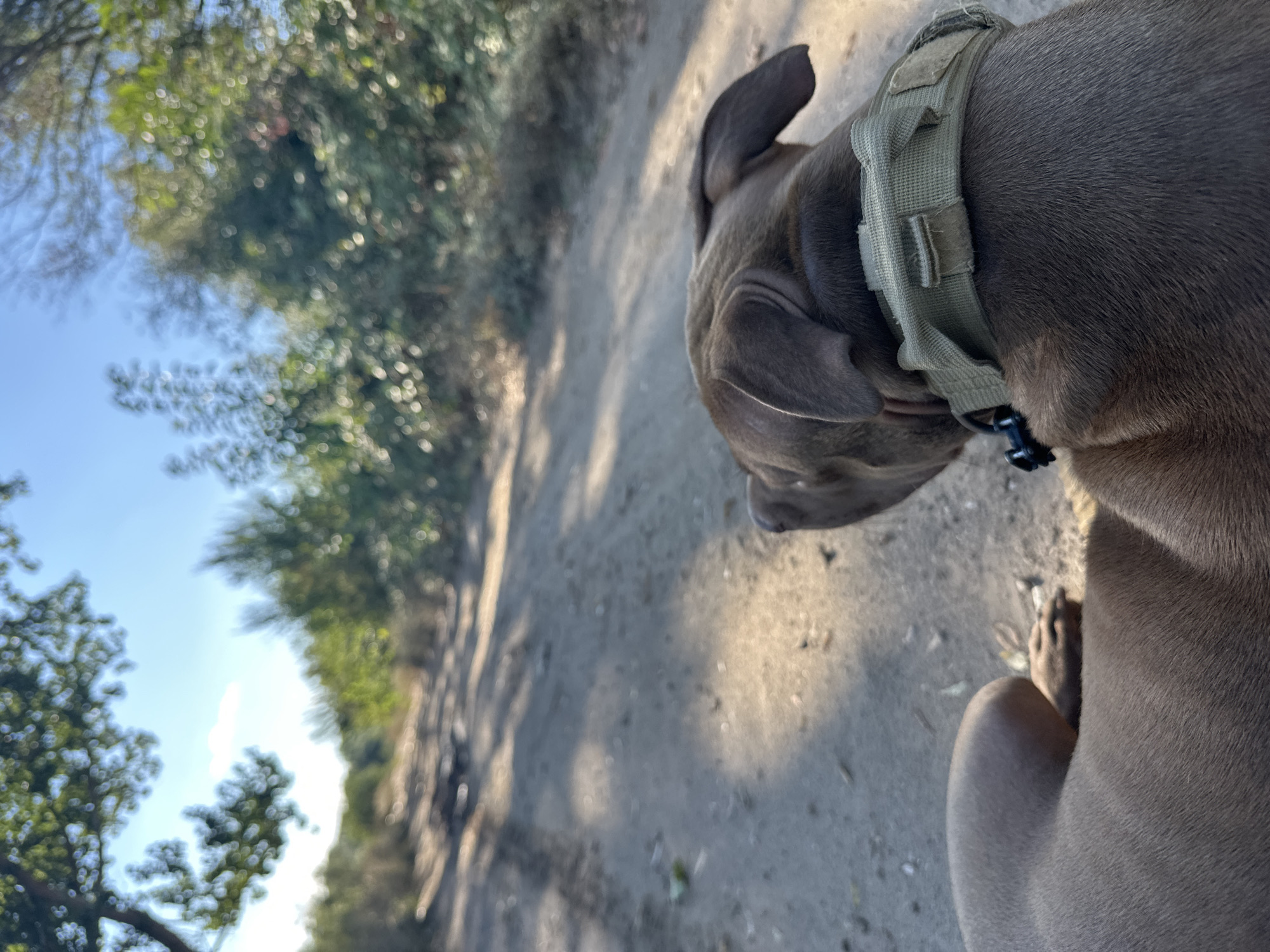 The image depicts a brown dog with floppy ears and a green collar lying on a dirt road. The dog is facing away from the camera, looking down the road. The road is surrounded by trees and bushes. The sky is blue with a few white clouds. The location is not specified as being in Malevo, Bulgaria.