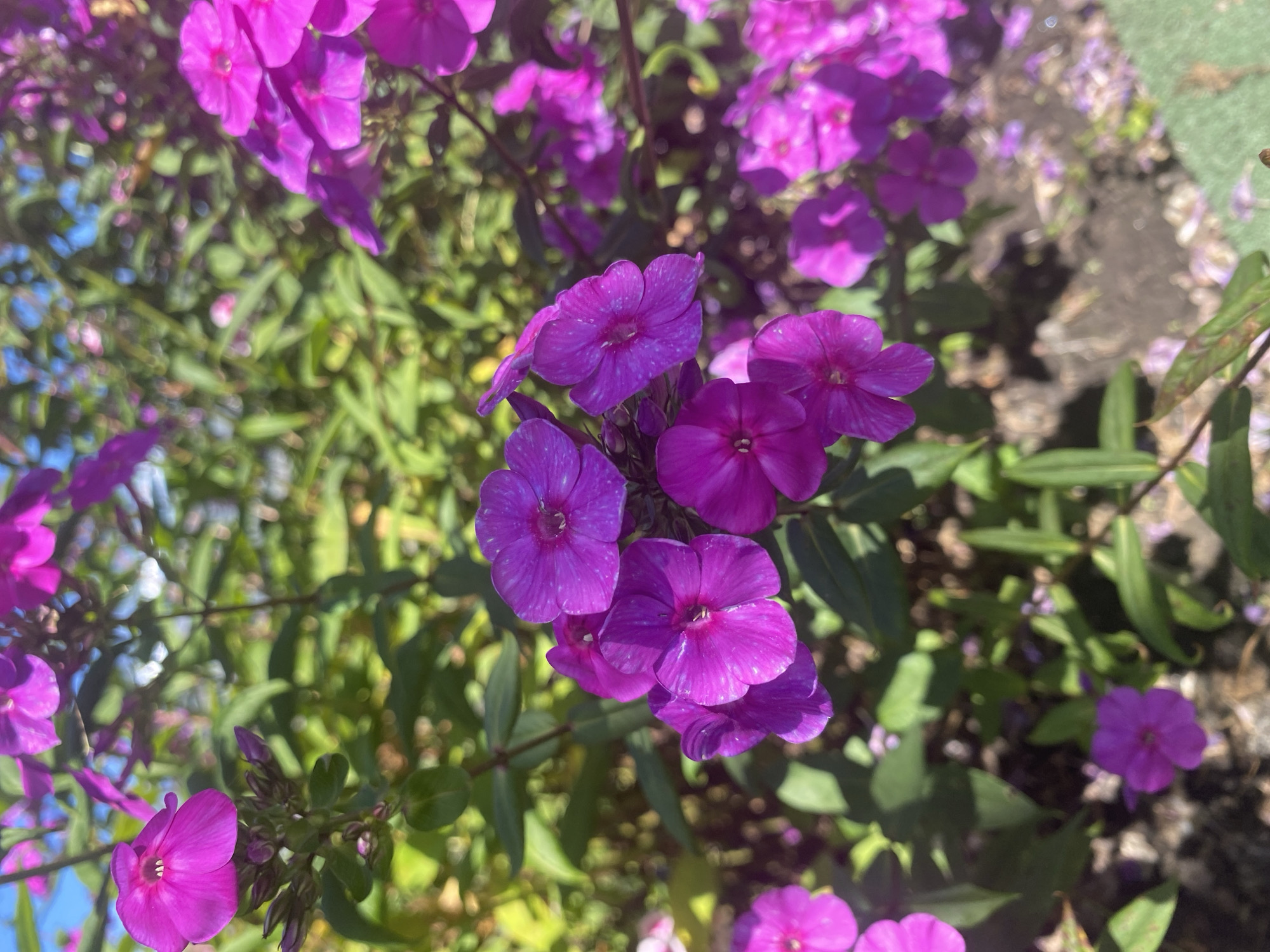 The image displays a close-up, low-angle view of blooming purple phlox flowers in a garden setting. The flowers are clustered together on green stems, with many petals unfurling in the sunlight. The background consists of more foliage, creating a soft, blurred effect that emphasizes the vibrant colors of the flowers in the foreground. The scene suggests a bright, outdoor environment, likely in a garden or park. There are no people or animals visible in the image. The location of Ełykajewo, Russia is not visually discernible from the photograph itself.