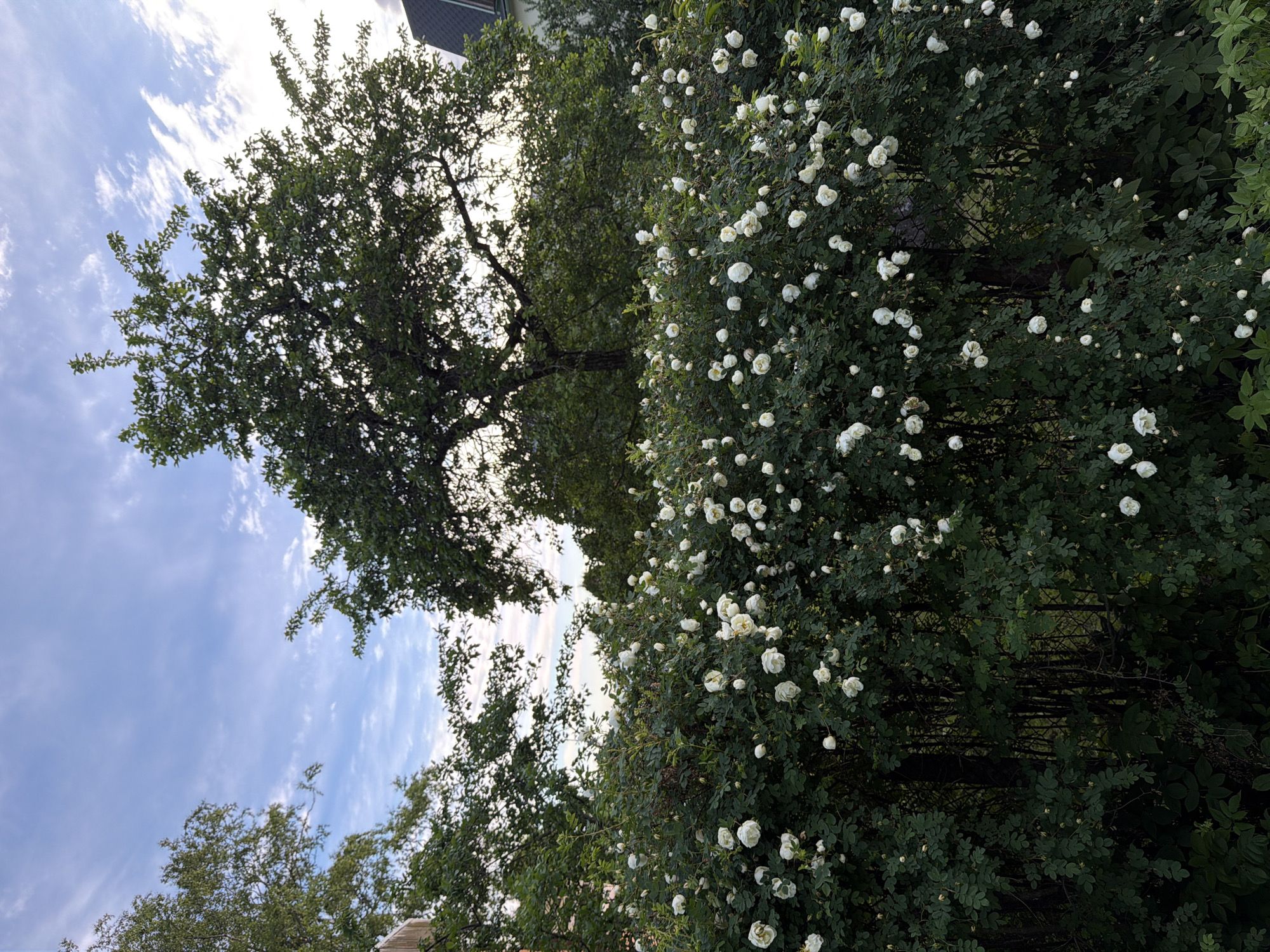 In the town of Viimsi, Estonia, a dense hedge of white roses with green foliage fills the foreground. Above the roses, a large tree with dark green leaves stands prominently. In the background, the sky is visible with light blue clouds. To the right, a house with a dark roof and white walls can be seen. The image captures a serene outdoor scene with lush vegetation.