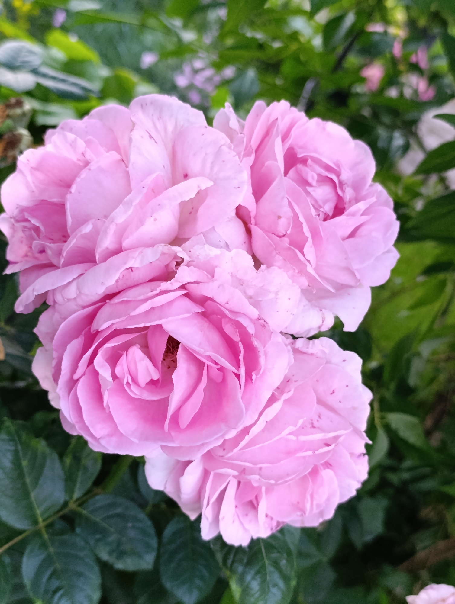 Memory
