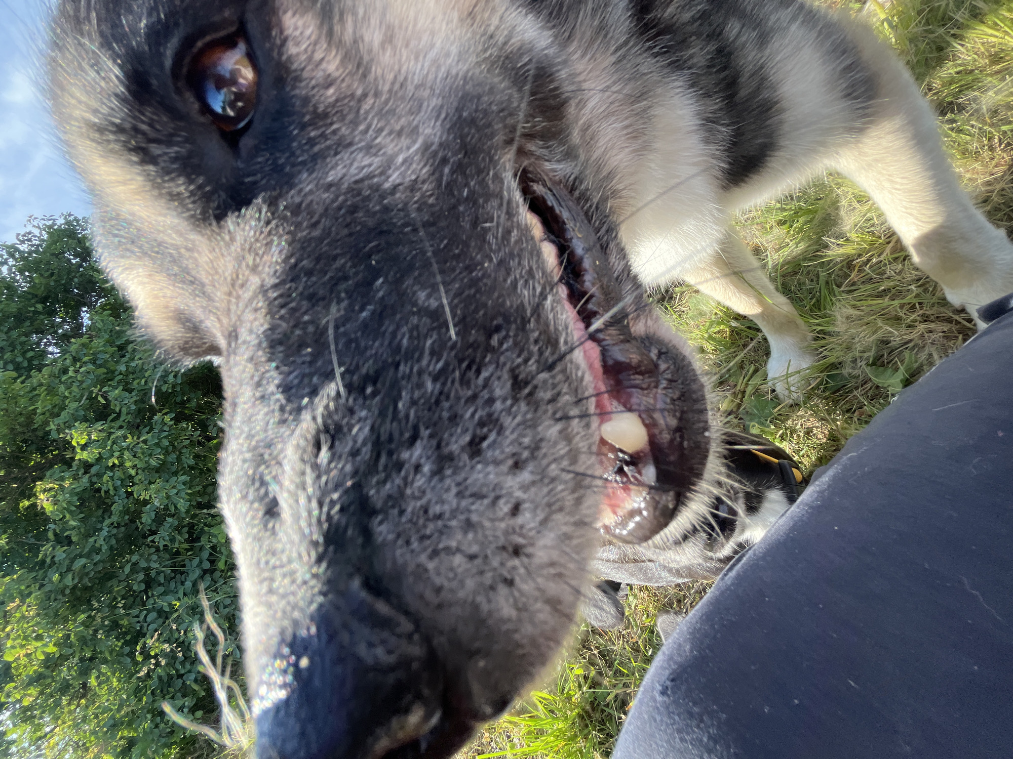 A close-up, low-angle shot captures a dog's face as it looks directly into the camera. The dog has a predominantly grey and black coat with some lighter fur around its muzzle and eyes. Its mouth is partially open, revealing teeth and a pink tongue. The dog's right eye is visible, reflecting the sky and some greenery.
The setting appears to be outdoors, with green grass and trees in the background under a bright sky, suggesting daytime with sunny weather. A person's dark clothing, likely pants, is visible in the foreground, suggesting the photo was taken from a seated position. Another dog, partially visible and wearing a yellow collar, is in the background. There is no visible text in the image. The overall impression is one of playful curiosity from the dog.