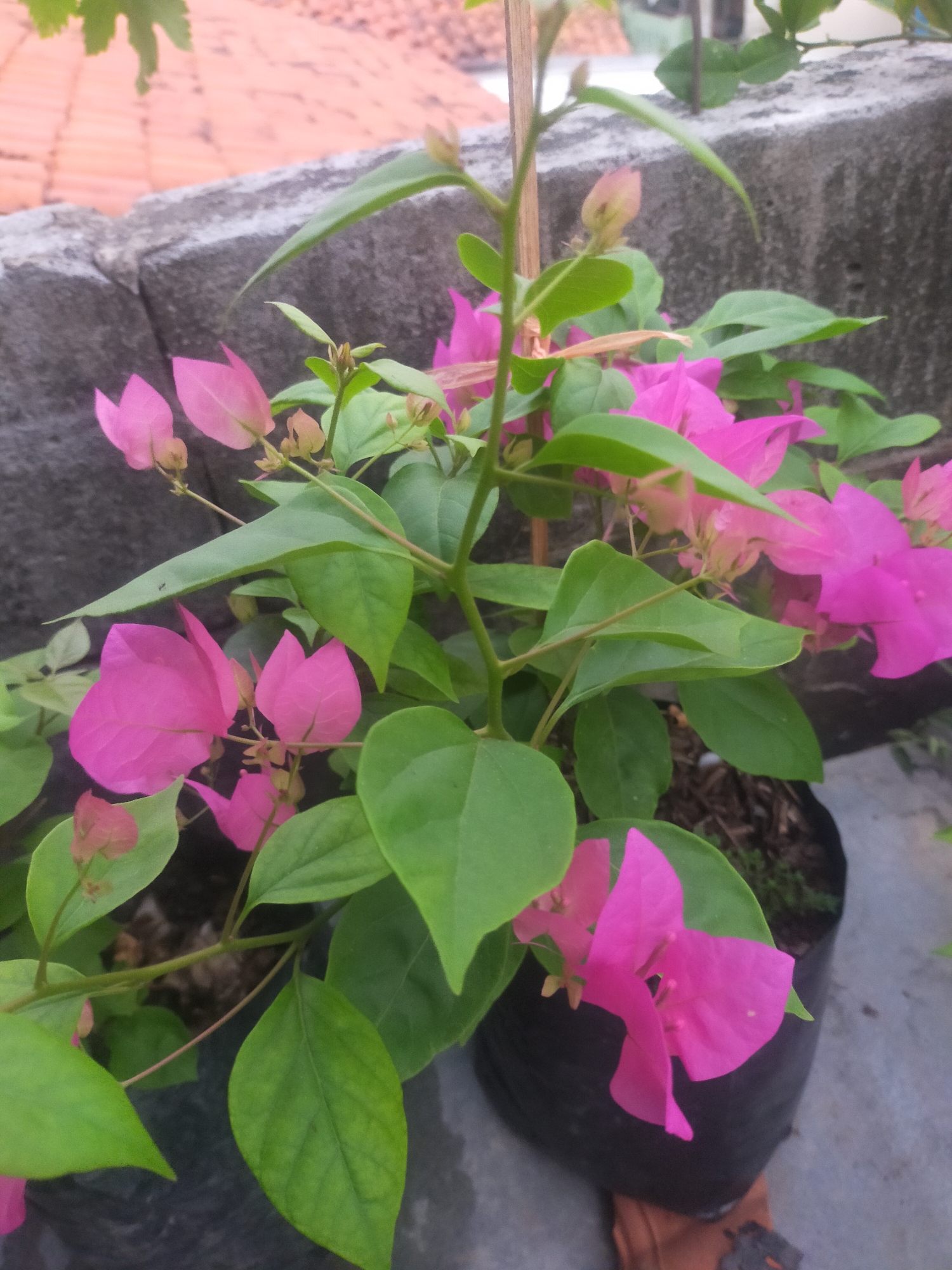 The image shows a close-up of a potted bougainvillea plant with vibrant pink bracts and green leaves. The plant is in a black plastic pot filled with soil. In the background, there is a rough, grey concrete wall and a terracotta-tiled roof, suggesting an outdoor setting. The lighting suggests it is daytime. The scene is located in Tegalandong, Indonesia. There are no people visible in the image.