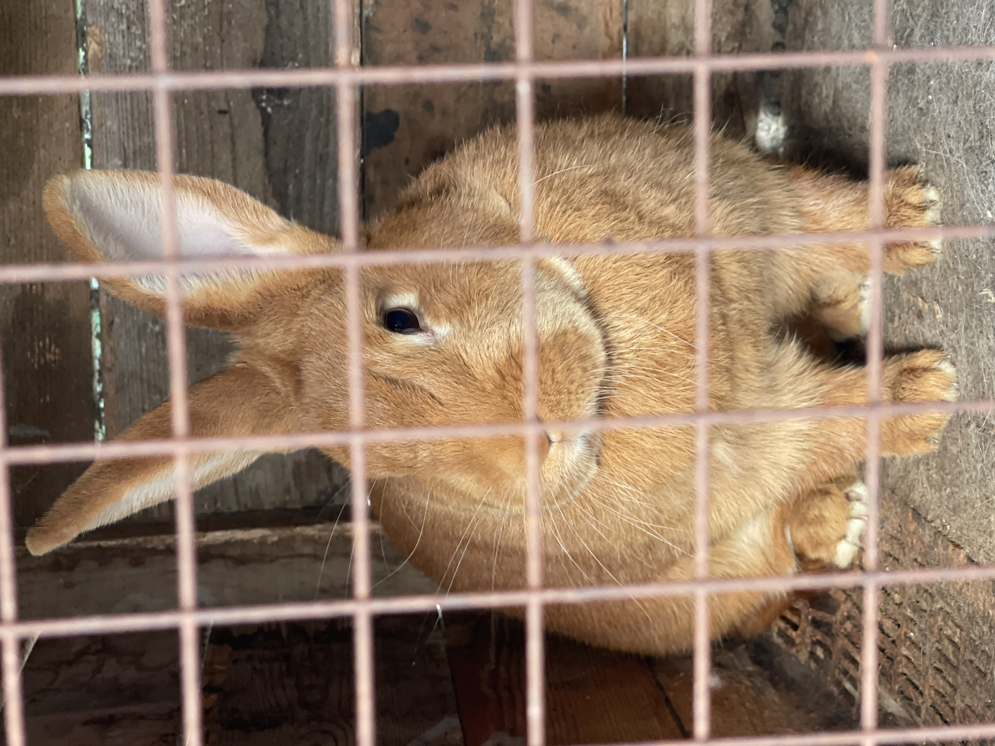 A rabbit with light brown fur is shown in a close-up shot, viewed through a wire cage. The rabbit is lying down with its front paws visible in the lower right portion of the frame. Its head is turned to the left, revealing one dark eye and a portion of its long ear, which is light-colored on the inside. The rabbit's whiskers are long and white. The cage bars are a reddish-brown color and are a prominent feature throughout the image, partially obscuring the subject.
The background consists of rough wooden planks, suggesting the cage is made of wood. The lighting appears to be natural daylight, casting some shadows. The overall scene depicts the rabbit inside its enclosure, likely a hutch or pen. There is no text visible in the image. The environment seems to be outdoors or in a rustic setting, given the wooden construction and the quality of light. The rabbit appears calm, resting within its confined space.