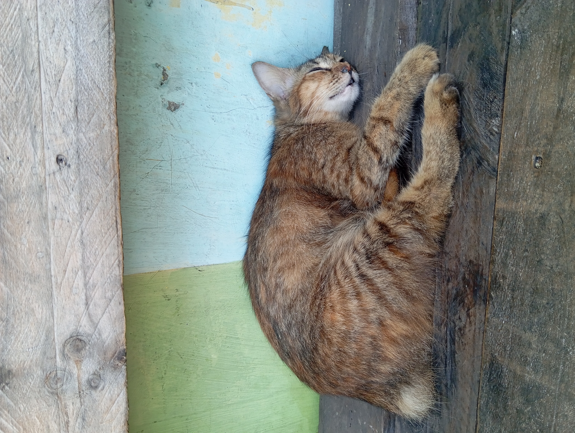 A tabby cat is sleeping curled up on a wooden surface. Behind the cat, a wall is painted in sections of light green and light blue. The wooden surface appears weathered. The scene is likely outdoors, possibly in a rural or semi-urban area of Kepulungan, Indonesia. The cat's eyes are closed, and its body is relaxed, indicating it is in a deep sleep.