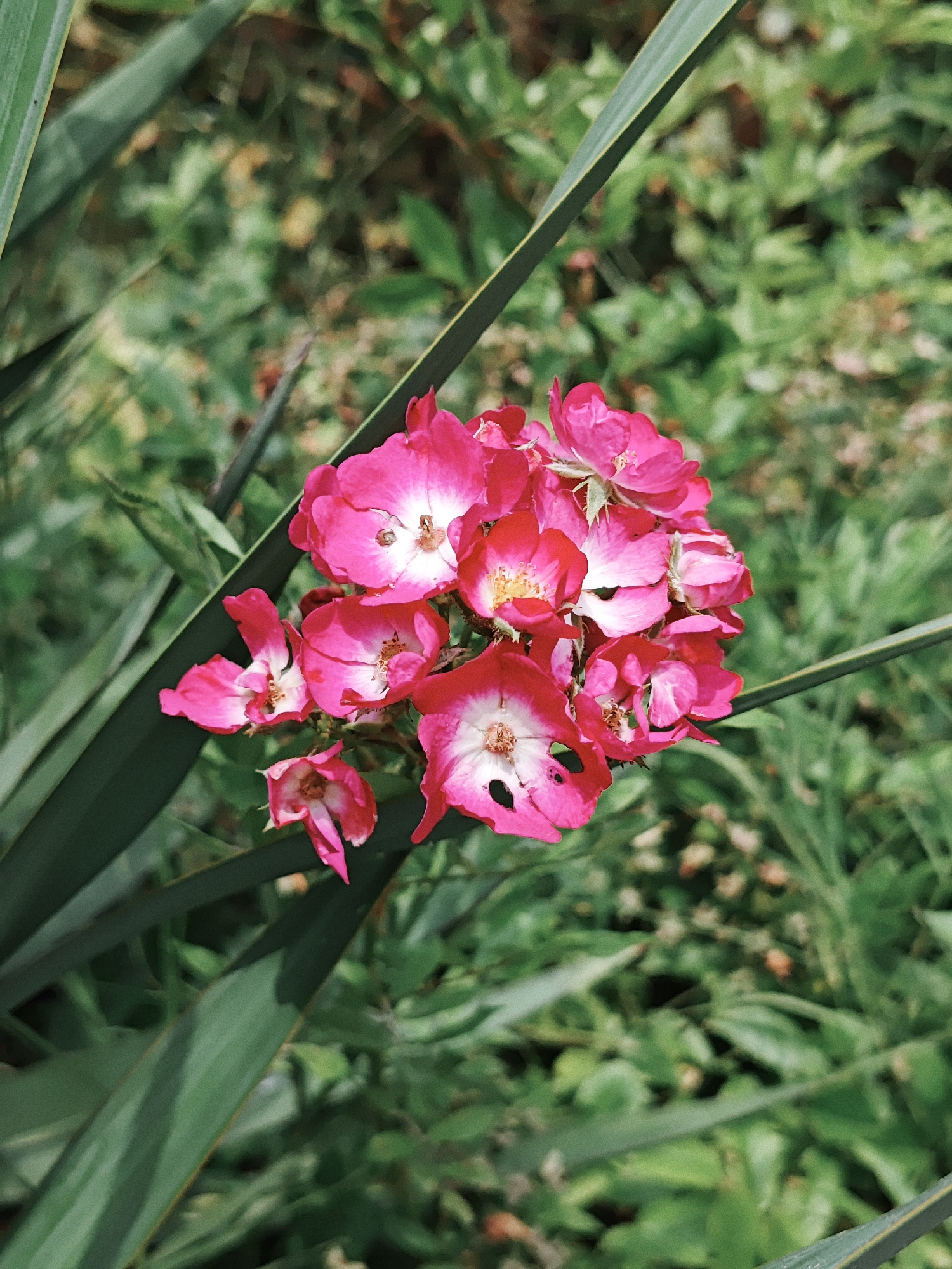 In a close-up, vertical shot, a cluster of vibrant pink roses with white centers is the focal point, set against a soft, blurred green background of foliage. The roses are in various stages of bloom, with some petals appearing delicate and slightly wilted, revealing intricate details of their stamen and pistils. Long, thin, dark green leaves, likely from a different plant, diagonally frame the right and left sides of the rose cluster, adding depth and contrast. The lighting is natural and diffused, casting a soft glow on the flowers and creating a serene, outdoor atmosphere. The scene appears to be in a garden or natural setting, with no artificial elements or people visible.