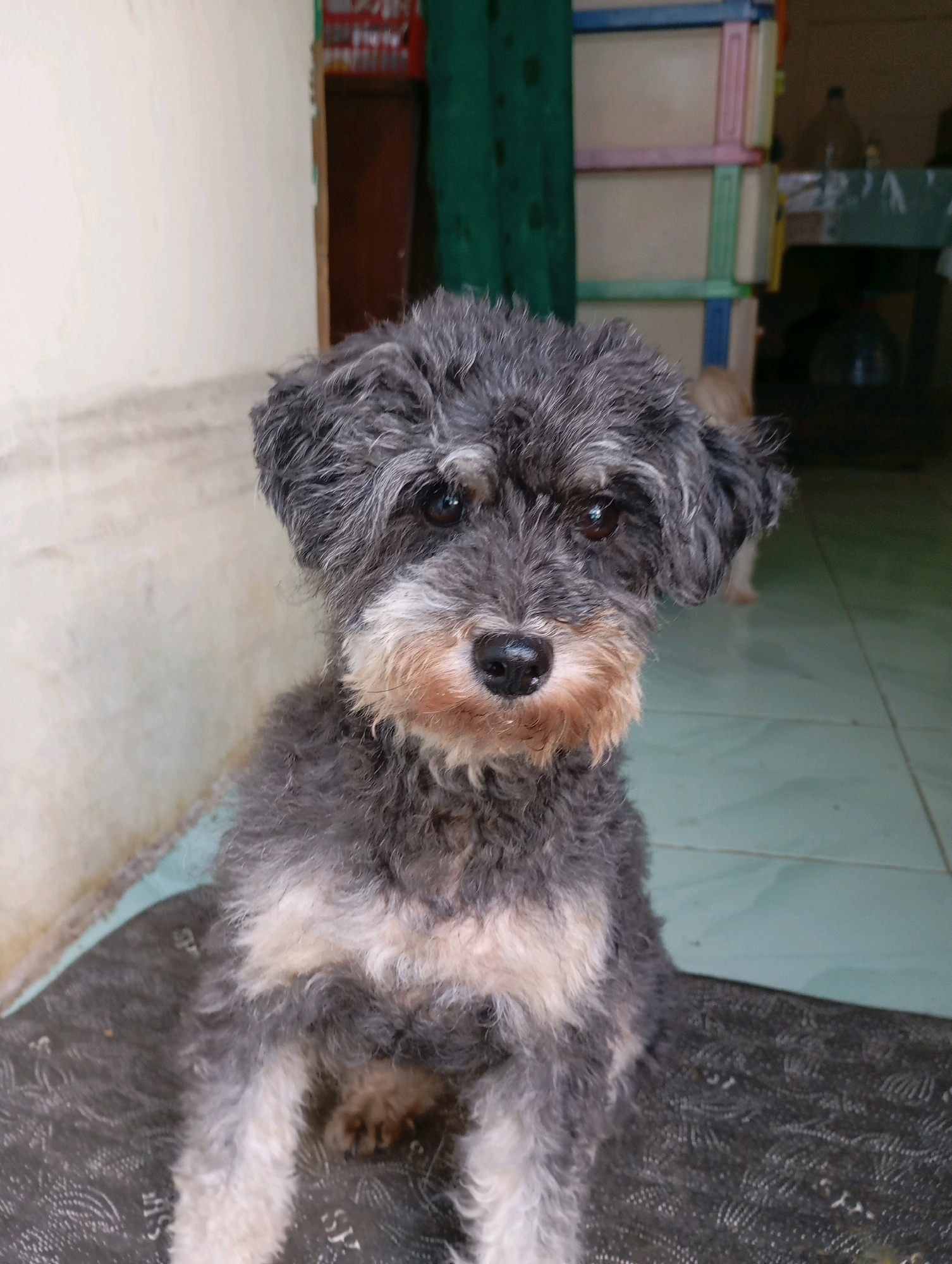 A medium shot shows a small, gray-furred dog with light brown facial markings sitting on a dark, textured mat. The dog's fur is curly and somewhat unkempt. Its eyes are dark, and its nose is black. The background is out of focus, but appears to be an indoor setting with a tiled floor, a light-colored wall on the left, and shelves with colorful boxes on the right. A light brown object, possibly another animal, is partially visible in the background on the right. The scene is likely a residential interior in Balikpapan, Indonesia.