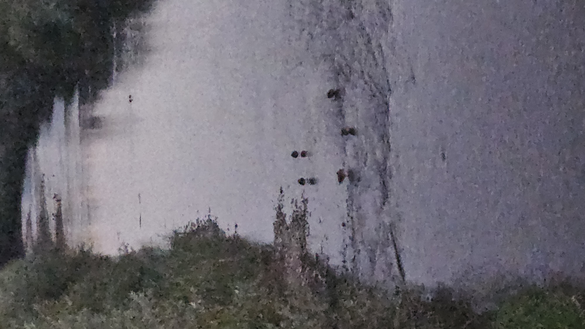 The image shows a narrow, shallow body of water, likely a stream or drainage ditch, bordered by dense vegetation on the left. Several ducks are visible in the water. Two ducks are near the center-left, appearing to be swimming or foraging. Further to the right, another group of three ducks are visible. One duck in this group appears to be a reddish-brown color, while the others are darker. The water surface reflects the overcast sky, creating a muted and somewhat grainy appearance of the scene. The location is not identifiable as being within the city of Prešov, Slovakia, based solely on the visual information provided in the image.