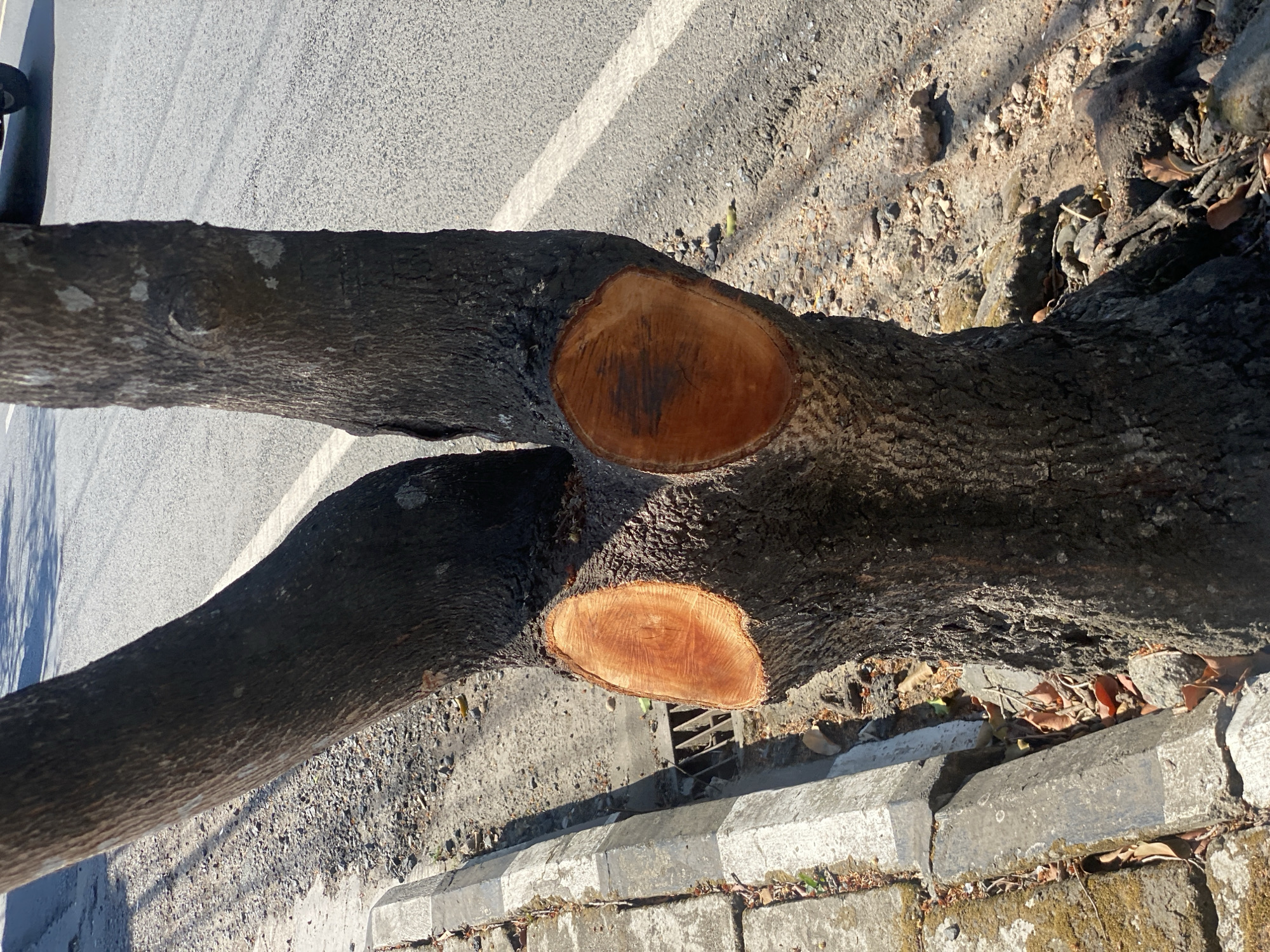 The image shows a tree trunk with two large branches cut off, located on the side of a road in Banjarbaru, Indonesia. The tree has dark, rough bark. The cuts on the branches are fresh, revealing a lighter, orange-brown wood. The tree is situated next to a concrete curb and a paved road with a white line. The ground around the tree is covered in small stones and dry leaves. A metal grate, possibly a drain cover, is visible near the curb. The scene appears to be in an urban or suburban environment, with the road suggesting the presence of vehicular traffic. No people are present in the image.