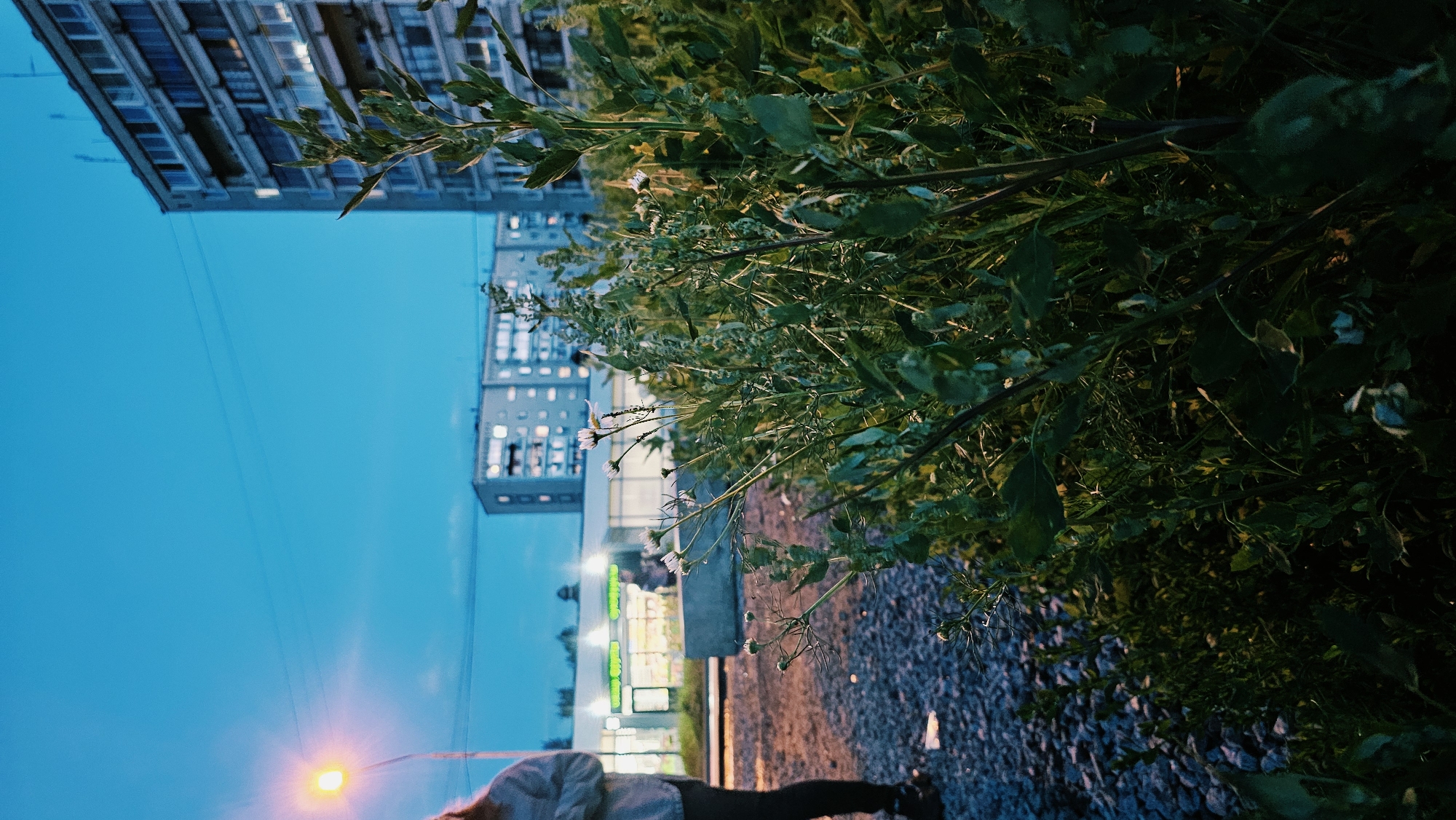 The image depicts an outdoor scene at dusk, possibly in Yekaterinburg, Russia. In the foreground, a person is partially visible, wearing a light-colored shirt and dark pants, standing on what appears to be gravel or a similar rough surface. They are facing away from the camera, looking towards a brightly lit store or commercial establishment in the midground.
Behind the person and the gravel, there is a dense patch of green vegetation, including leafy branches and some delicate wildflowers. This vegetation creates a natural foreground element that partially obscures the background.
The midground features a building with illuminated windows, suggesting it's a commercial space, possibly a shop or restaurant, as indicated by green signage with indistinct text. Further in the background, several multi-story apartment buildings are visible, their windows also lit. One building on the left appears to be a high-rise structure with many rectangular windows.
The sky is a deep, clear blue, characteristic of twilight. A single streetlamp or light source is visible on the left side of the frame, casting a warm, yellow glow. The overall mood is serene, with the transition from day to night and the interplay of natural and artificial light. The orientation of the image is rotated, with the sky appearing to the left and the ground to the right.