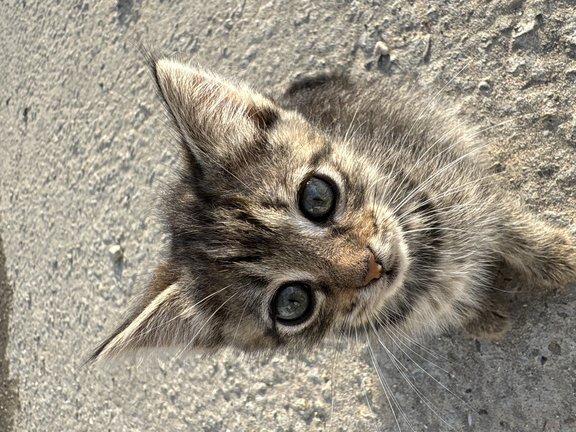A close-up, eye-level, vertical shot shows a young tabby kitten looking directly at the camera. The kitten has large, round, grey-green eyes, a small pink nose, and long white whiskers. Its fur is a mix of grey, brown, and black stripes, with lighter fur around its muzzle and chest. The kitten is sitting on a textured, greyish-brown surface that appears to be concrete or asphalt, with small pebbles and debris scattered on it. The background is blurred, indicating a shallow depth of field. The lighting suggests it is daytime, with the sun casting subtle shadows. The image does not contain any information about the city of Kiparisnoe, Ukraine.