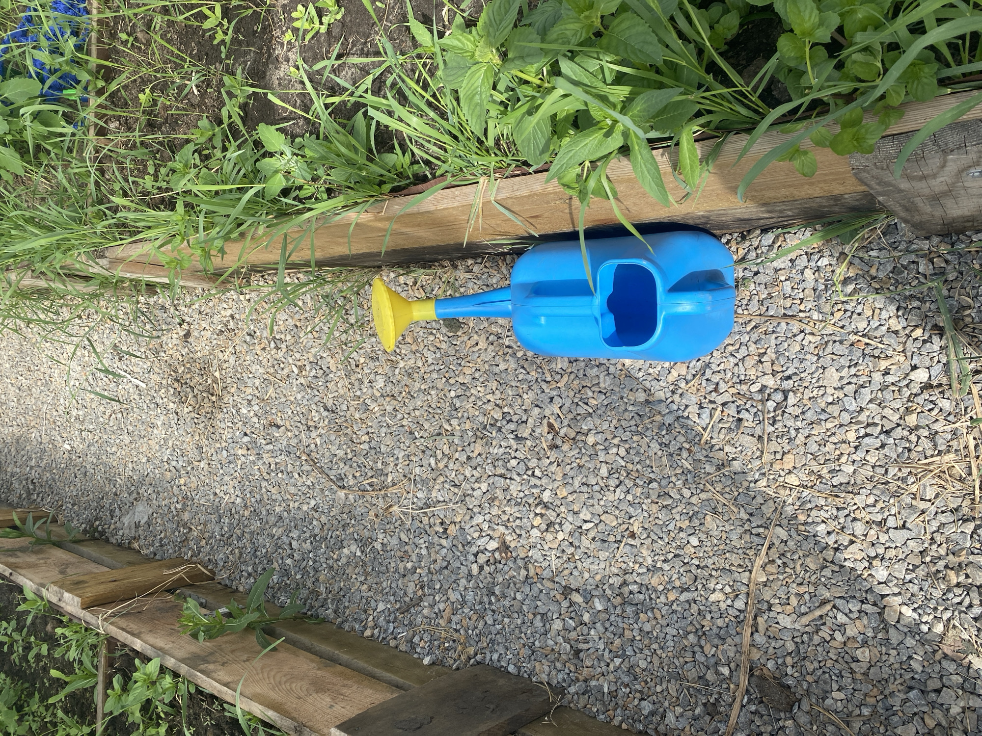 This outdoor image, taken in Tyumen, Russia, depicts a garden scene during the daytime, characterized by bright sunlight and clear weather. The main subject is a vibrant blue plastic watering can with a yellow spout and rose attachment, resting on a path of light grey gravel.
The gravel path is bordered on both sides by horizontal wooden planks, which define the edges of what appear to be garden beds or planting areas. These wooden borders are partially covered and surrounded by various green plants and grasses, some of which seem like weeds, while others could be cultivated foliage. The bright sun casts noticeable shadows from the plants and the watering can onto the gravel and wooden planks.
The gravel itself is composed of small, angular grey and off-white stones, with a few dry plant fragments scattered across its surface. The wooden planks show some signs of weathering. There are no people visible, and no specific activity is actively occurring, though the presence of the watering can suggests gardening is or was recently taking place in this rustic, functional setting. No visible text is present in the image.