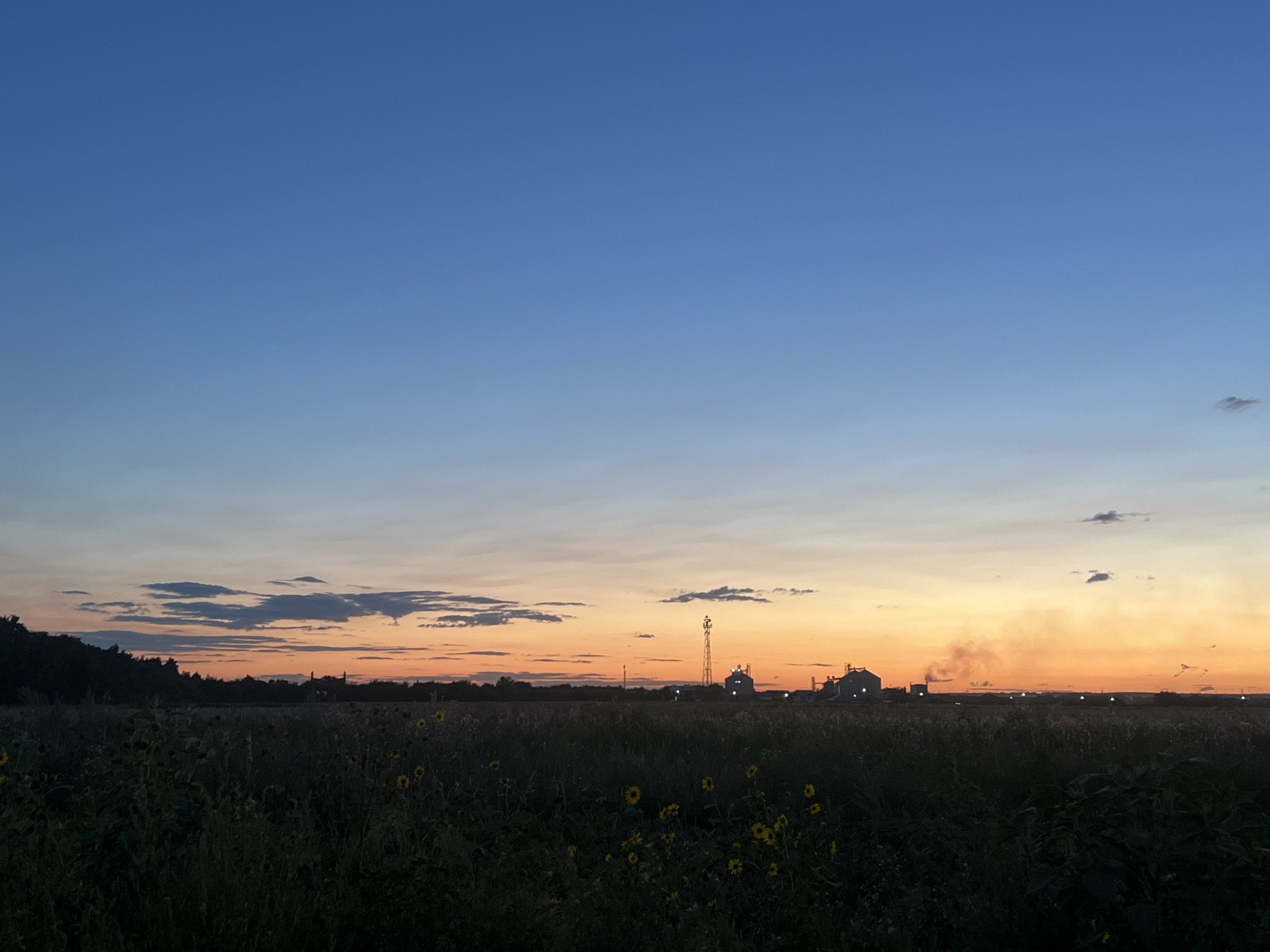 The image captures a dusk scene over the city of Nezhinka, Russia. The sky transitions from a deep blue at the top to warm hues of orange and yellow near the horizon, indicating the sun has recently set. Scattered clouds are visible, some catching the last light of the day. In the middle ground, a cluster of industrial buildings, possibly grain elevators, are silhouetted against the sky, accompanied by a tall communication tower. To the right of these structures, a plume of smoke or steam rises, illuminated by the setting sun. The foreground is dominated by a field of dark vegetation, with some scattered sunflowers visible, their yellow petals faintly catching the dim light. The overall atmosphere is tranquil and expansive, typical of a rural or semi-rural landscape at twilight.