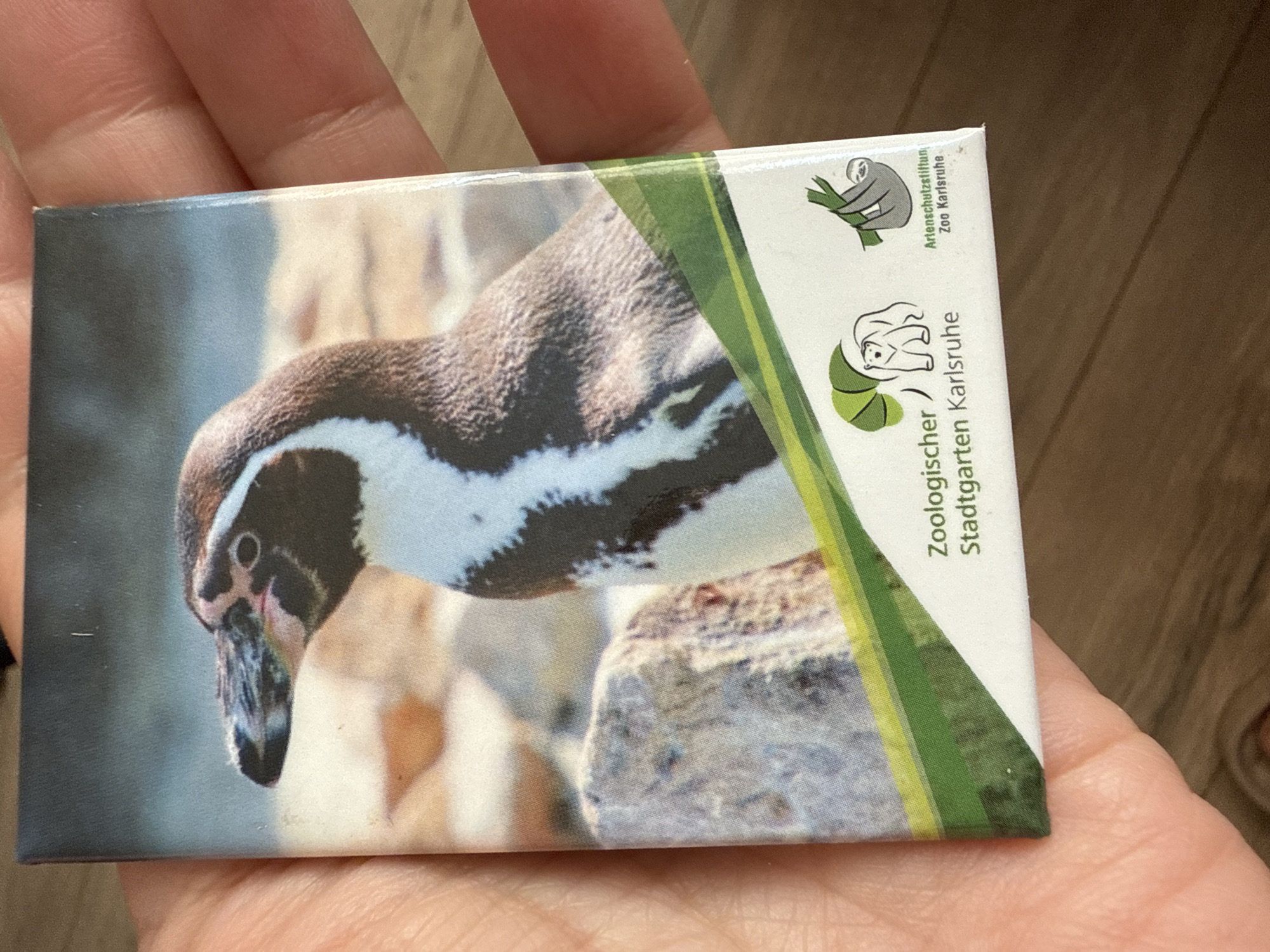 A person's hand holds a small, rectangular souvenir item, likely a magnet, depicting a Humboldt penguin. The item is held diagonally, with the palm and fingers visible in the foreground and background. The penguin is shown in profile, looking downwards, with its distinctive black and white plumage and a prominent white stripe around its head and chest. The background of the penguin image features out-of-focus natural elements, possibly rocks and water.
To the right of the penguin image, a white strip contains text and two cartoon animal logos. The top logo features a sloth hanging from a branch, accompanied by the text "Artenschutzstiftung Zoo Karlsruhe" (Karlsruhe Zoo Conservation Foundation). Below this, another logo shows a stylized ape or monkey with green foliage, next to the text "Zoologischer Stadtgarten Karlsruhe" (Karlsruhe Zoological City Garden). The text is in German and printed vertically.
The item appears slightly worn, with minor scuffs visible along the top edge and corners. The surface has a glossy finish. The lighting suggests an indoor setting, with soft, diffused light.